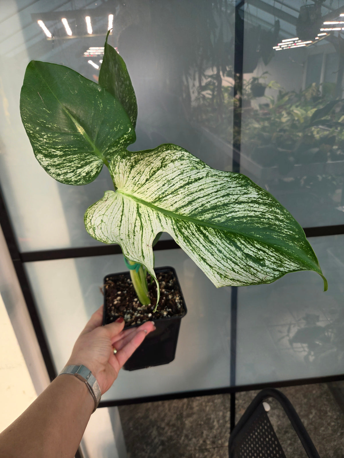 Monstera Devil Monster L