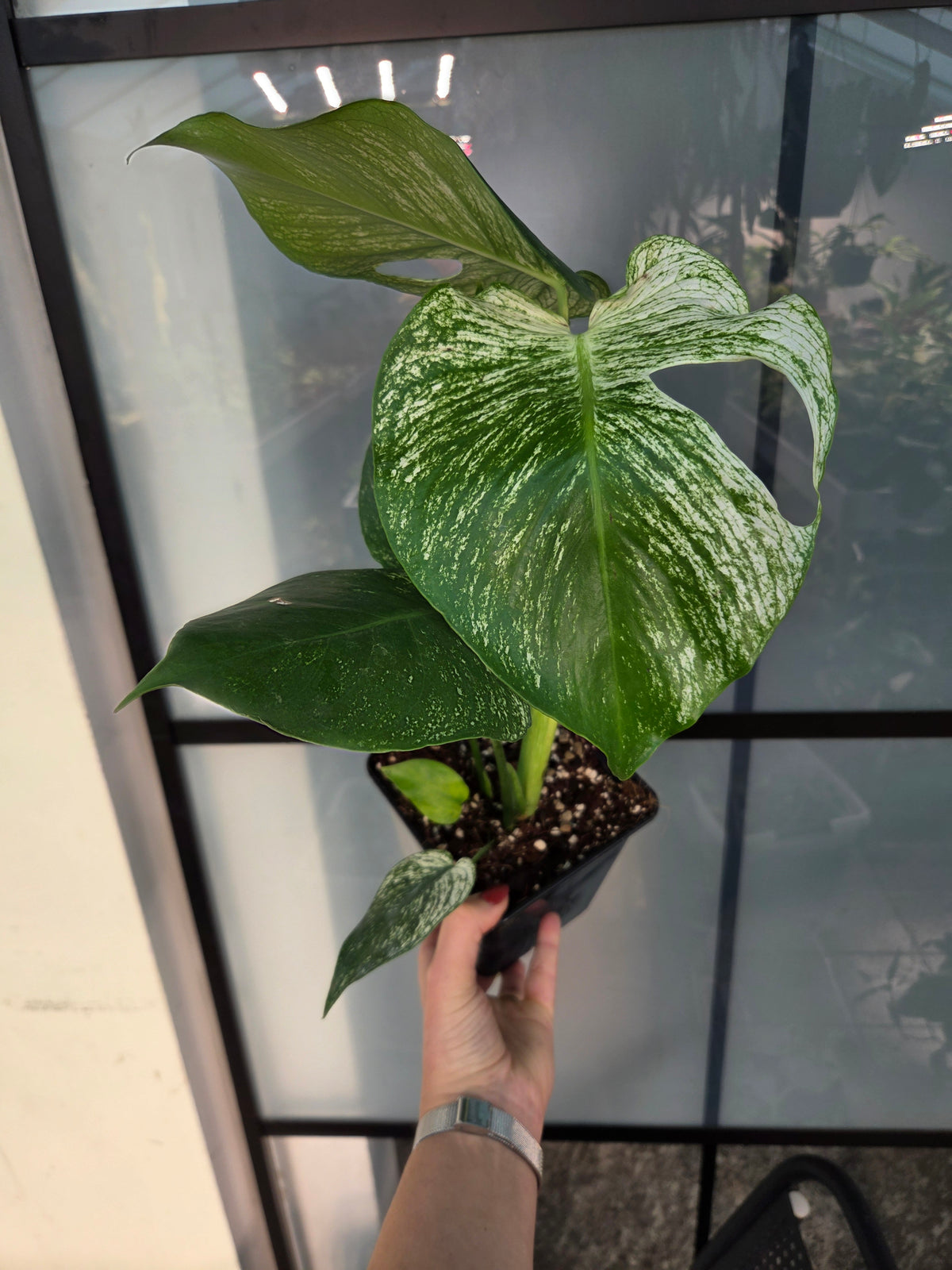 Monstera Devil Monster L