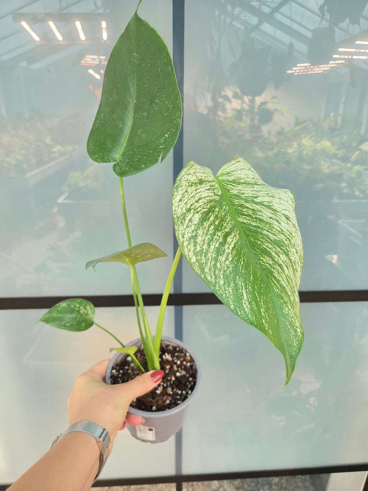 Monstera Devil Monster M