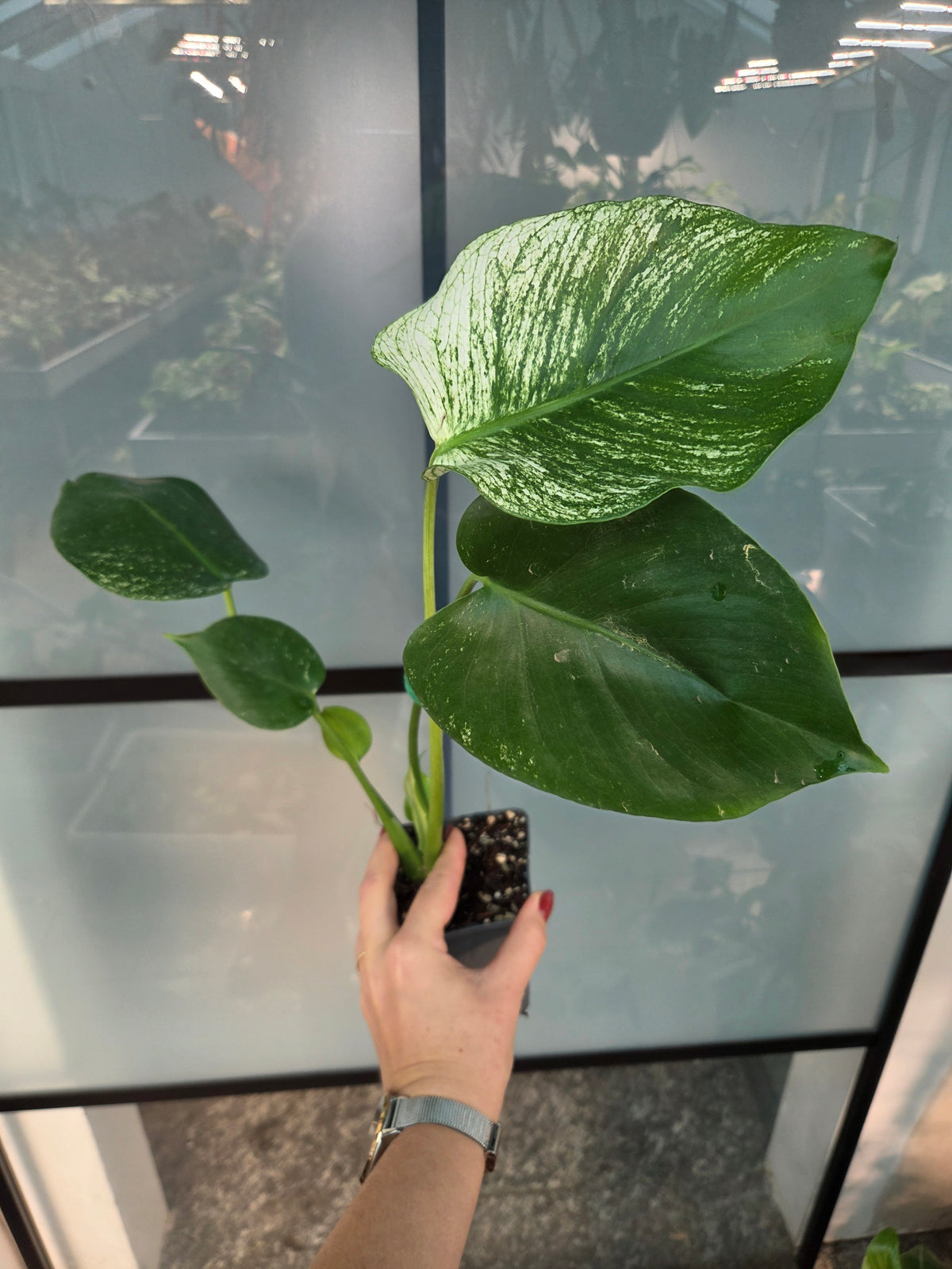 Monstera Devil Monster M