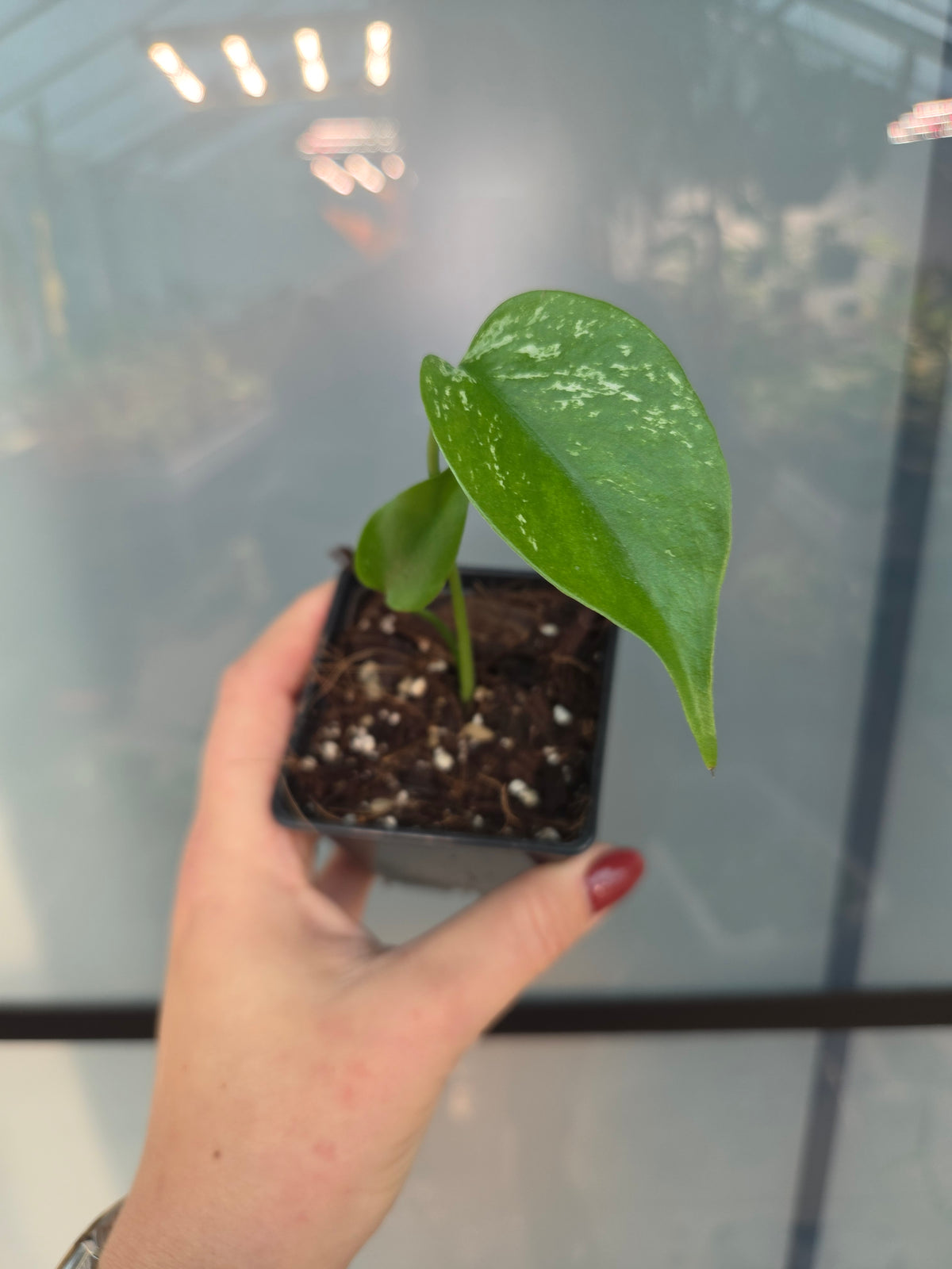 Monstera Devil Monster S