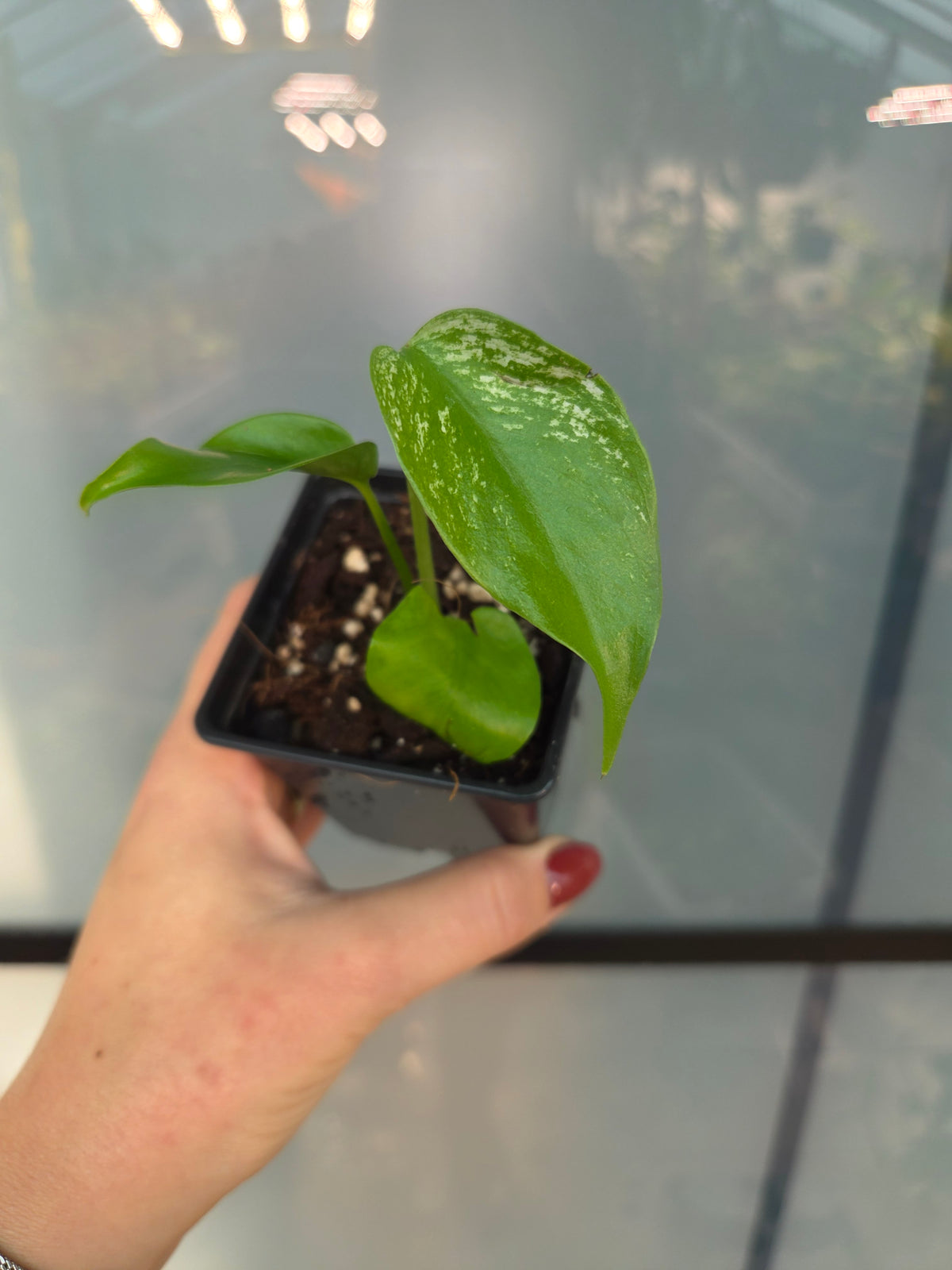 Monstera Devil Monster S