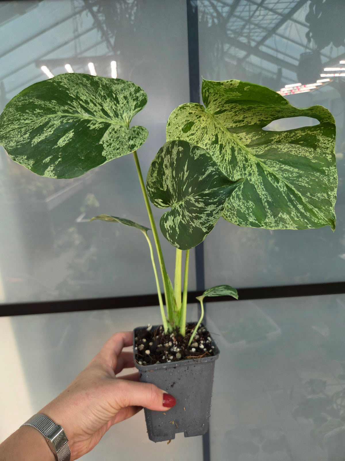 Monstera Bulbasaur
