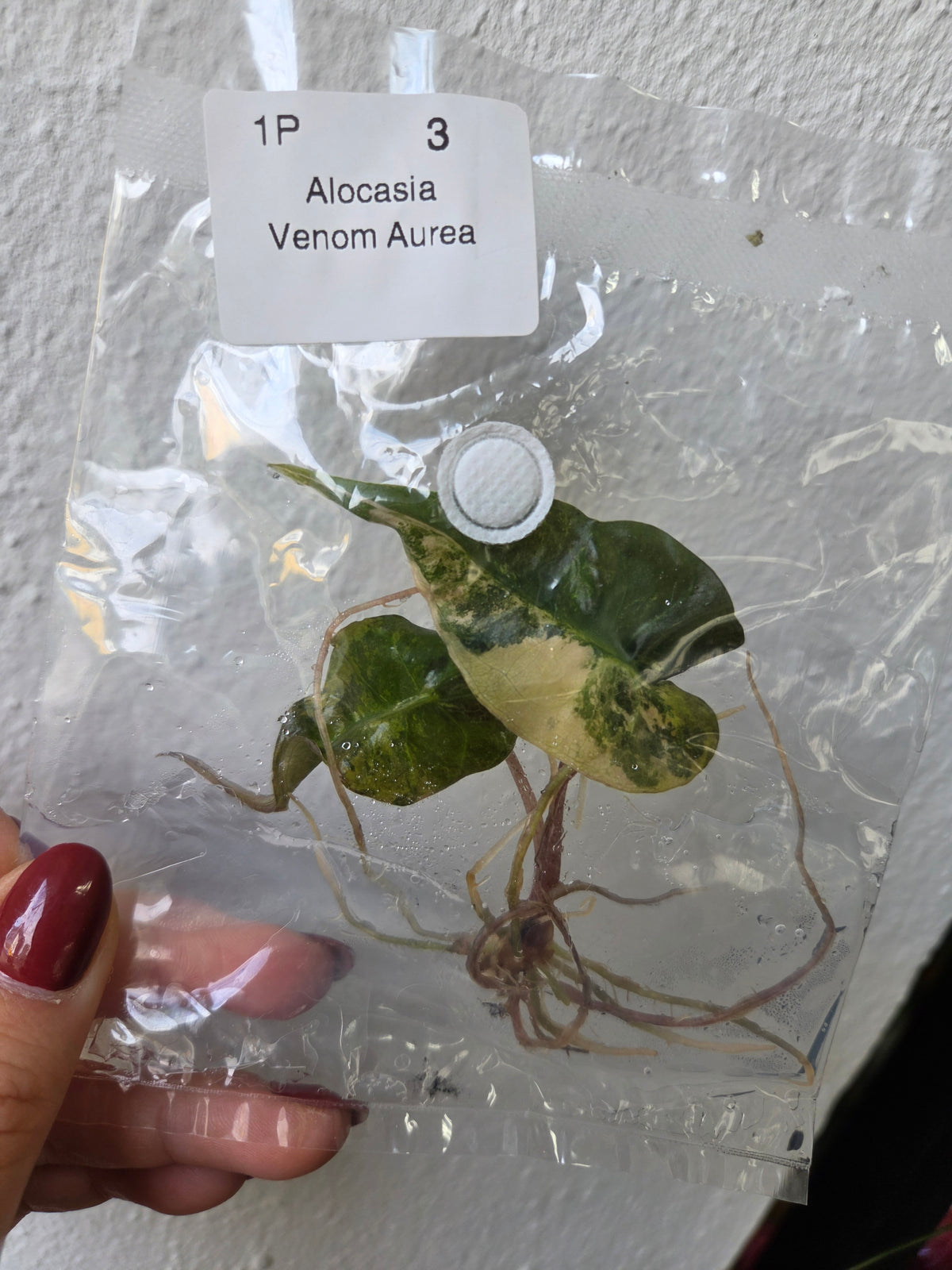Alocasia Venom Aurea - TC