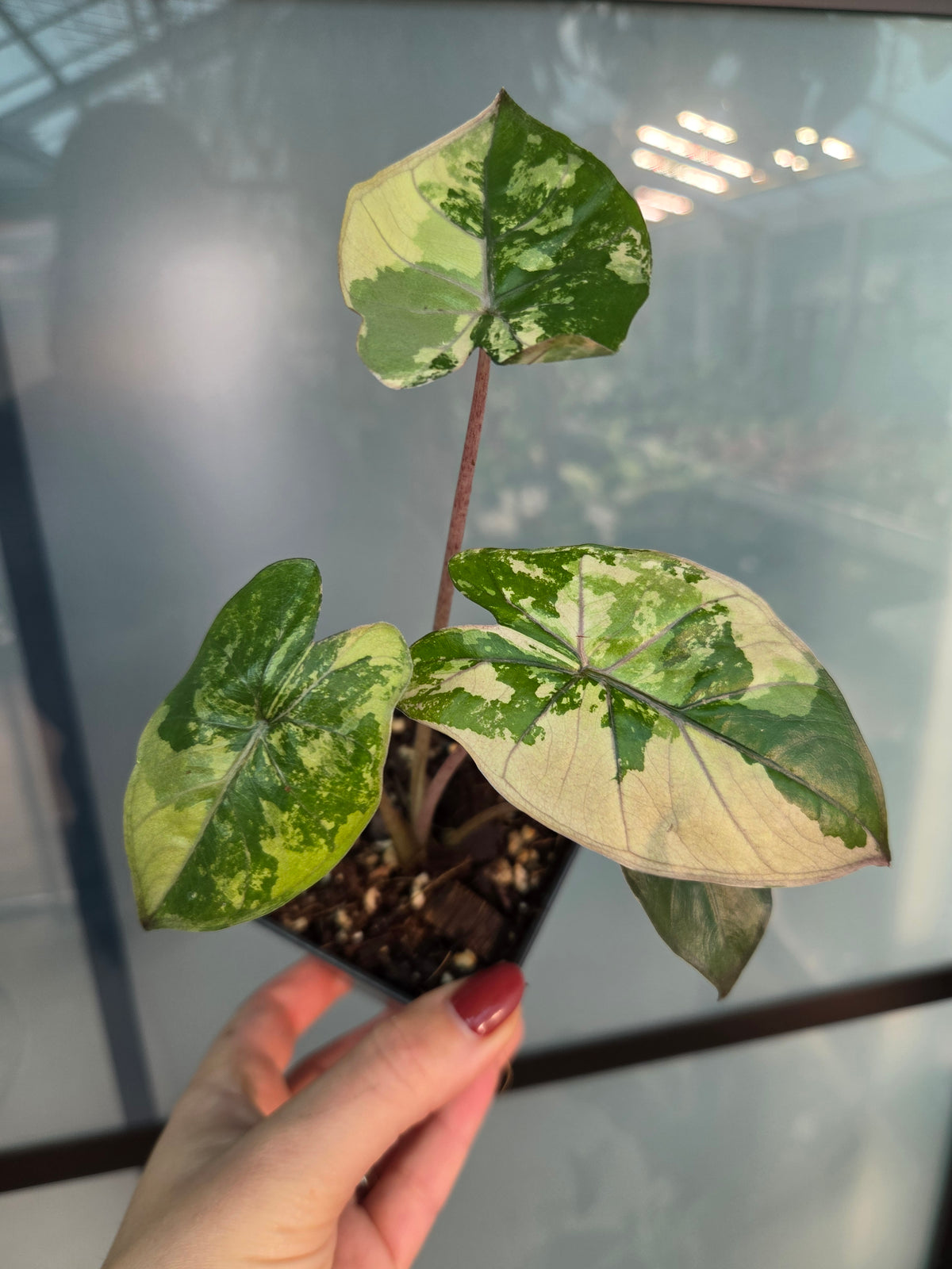 Alocasia Yucatan Pink Variegata