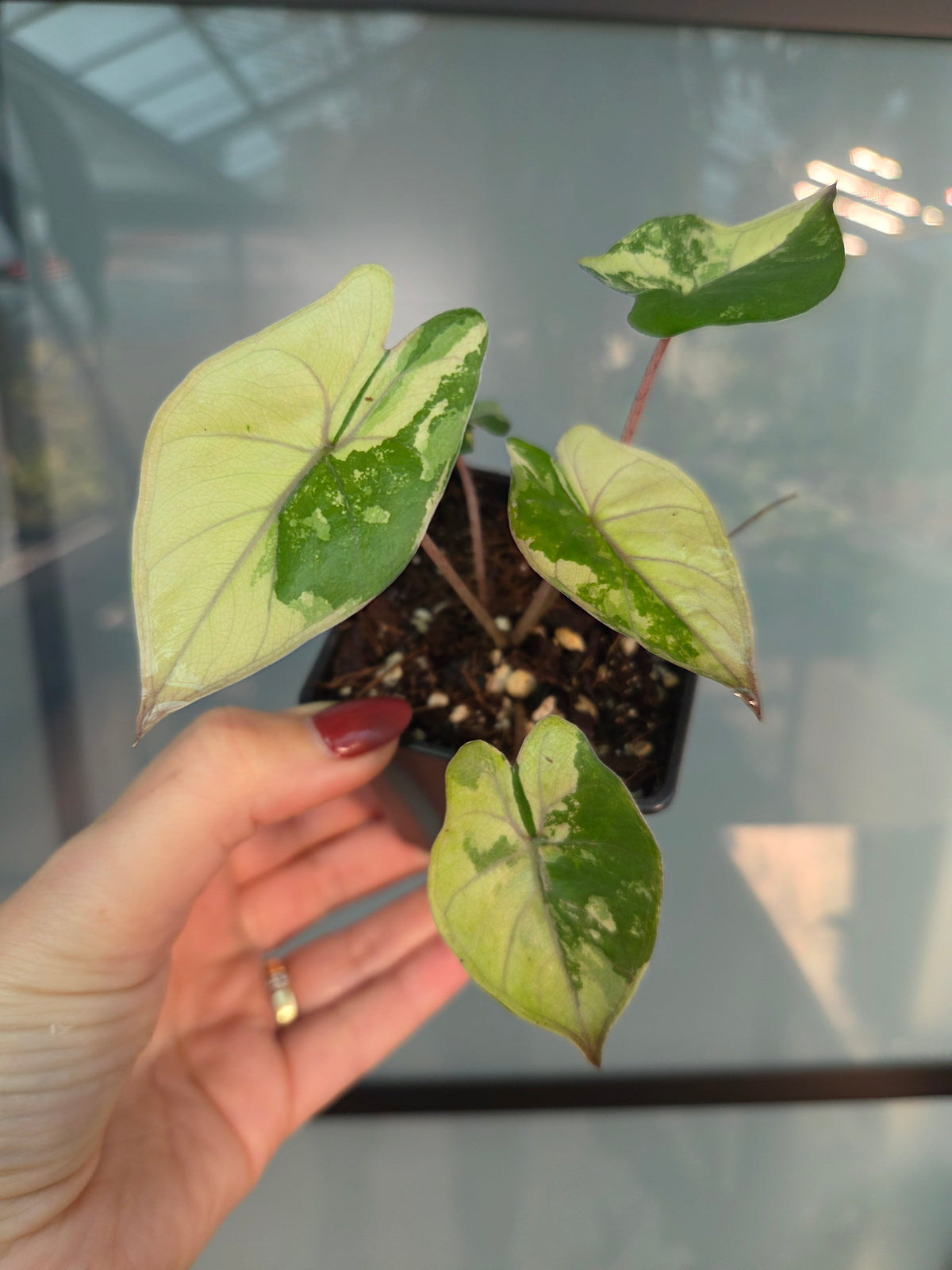 Alocasia Yucatan Pink Variegata