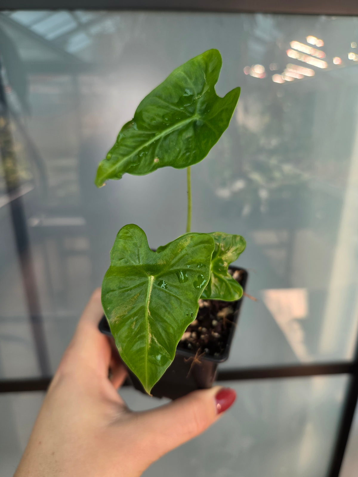 Alocasia Frydek Tattoo