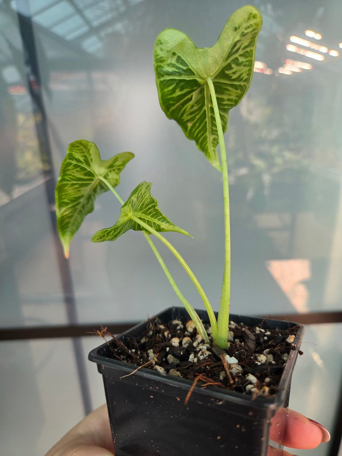 Alocasia Frydek Tattoo