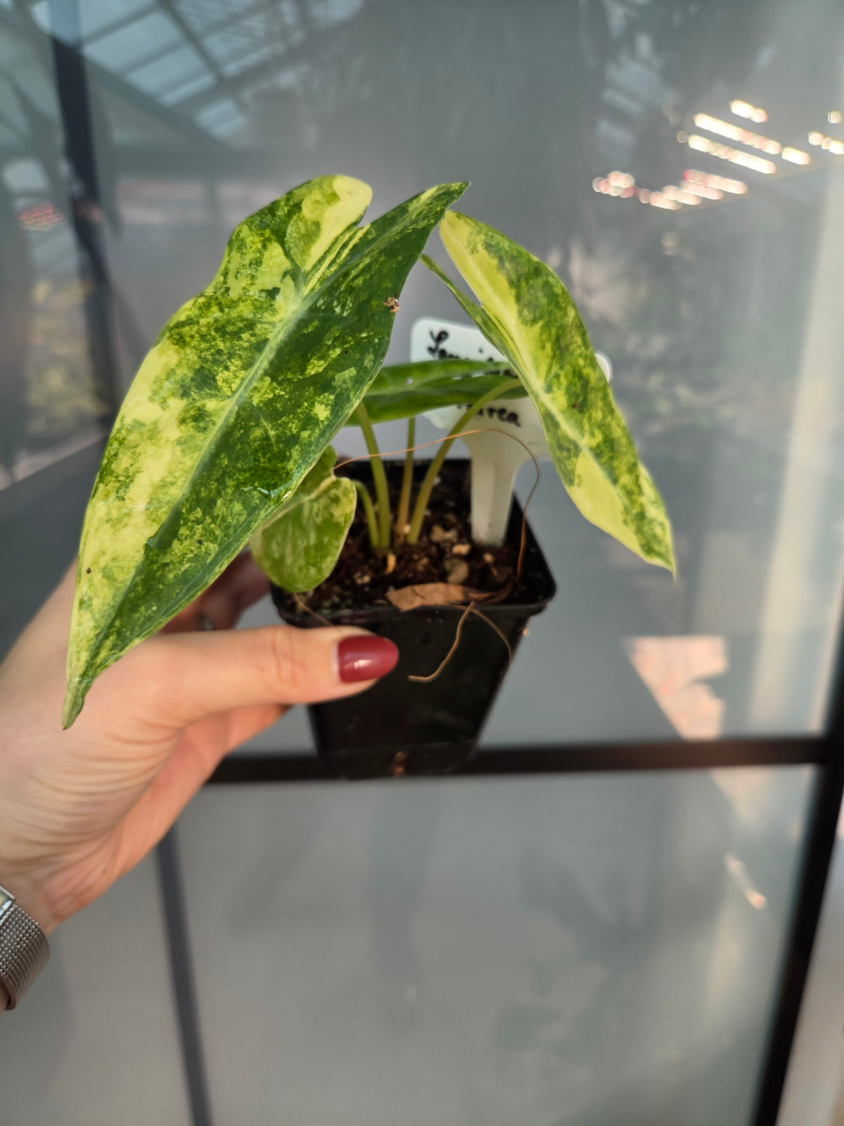 Alocasia Longiloba Aurea