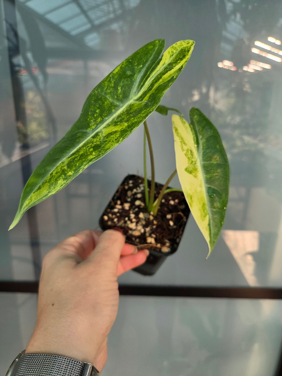 Alocasia Longiloba Aurea
