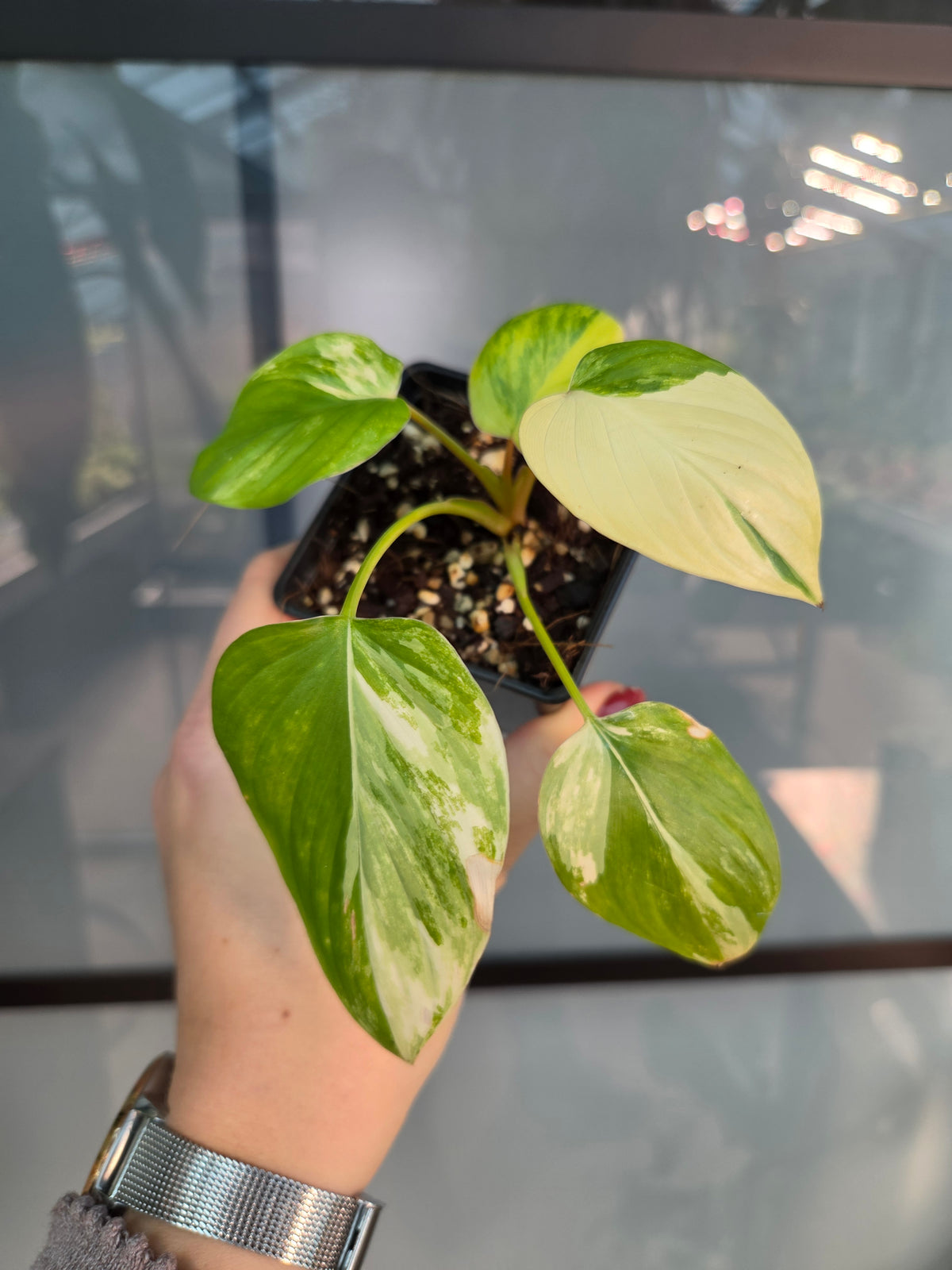 Homalomena Aurea