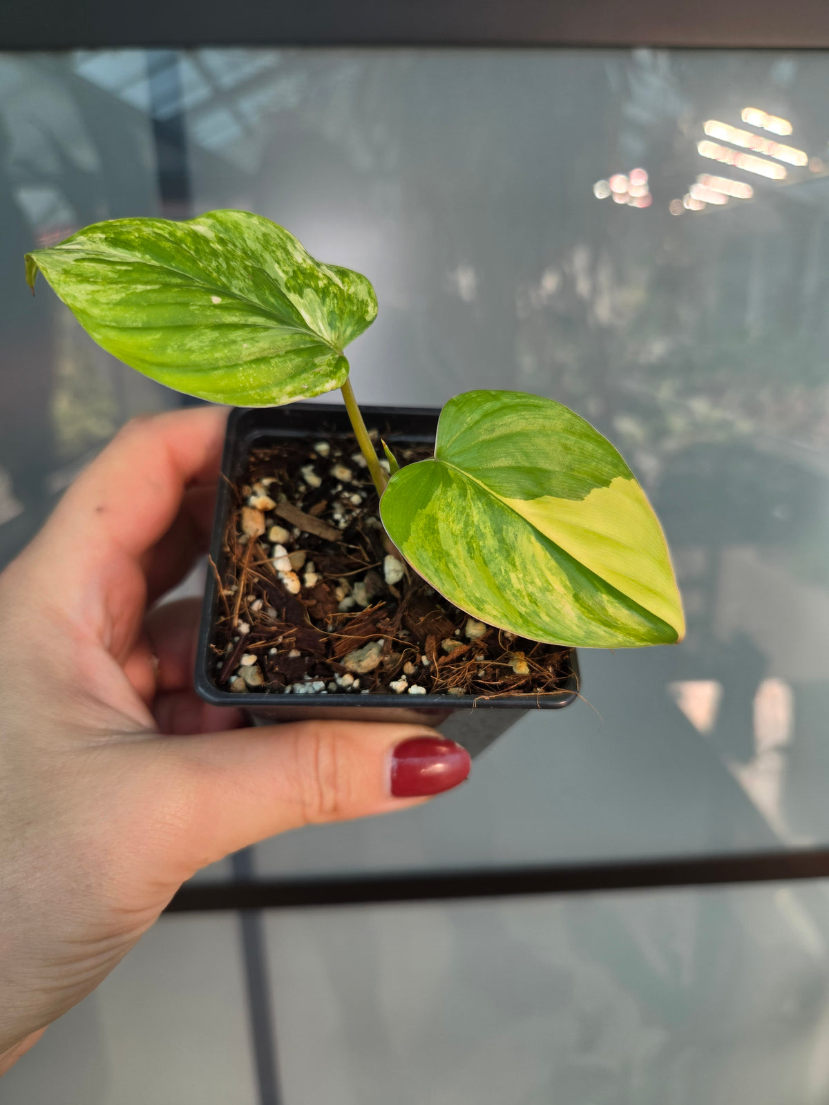 Homalomena Aurea