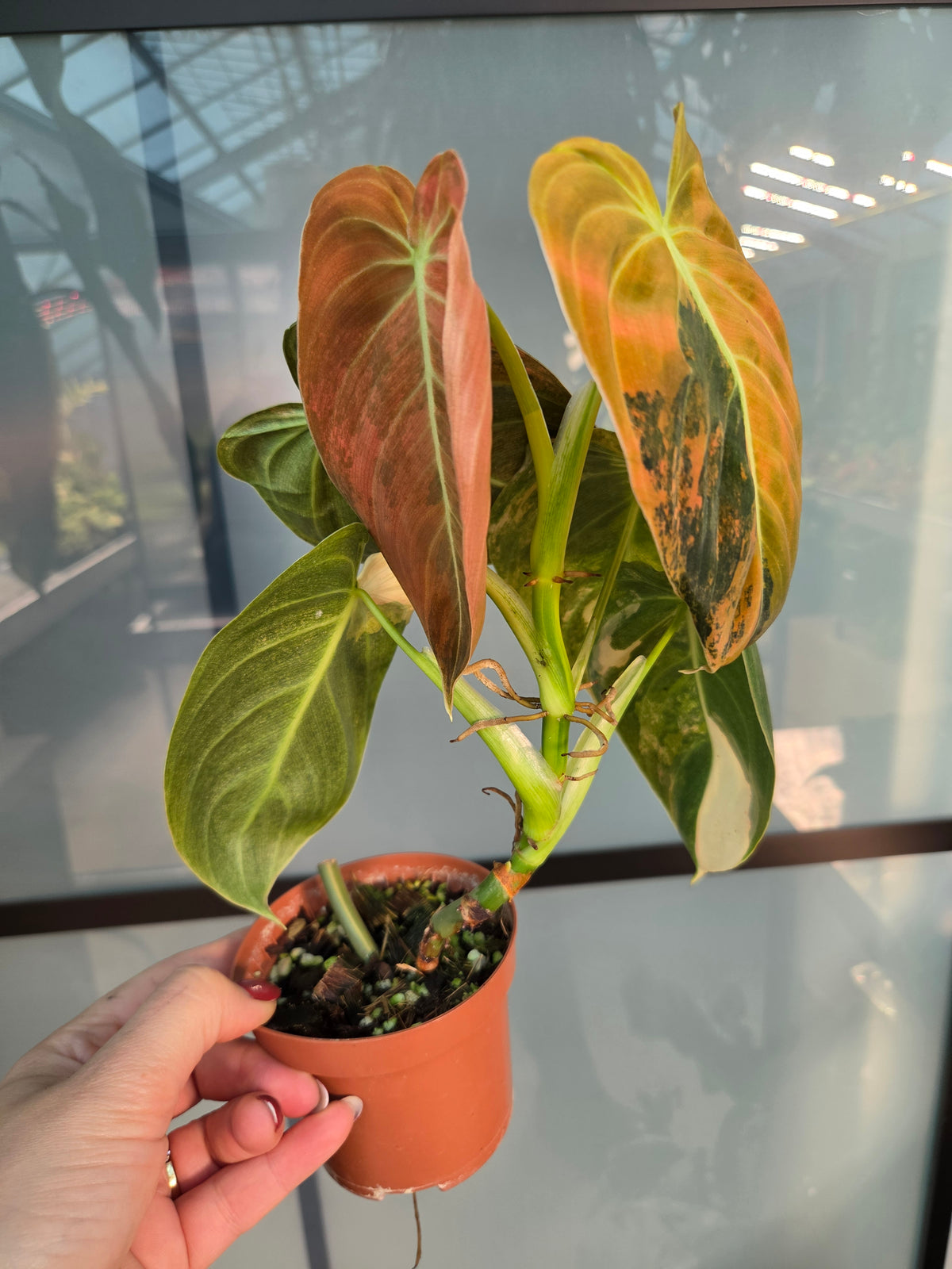 Philodendron Melanochrysum Bonfire