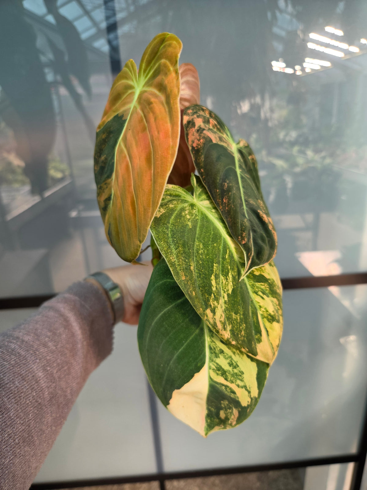 Philodendron Melanochrysum Bonfire