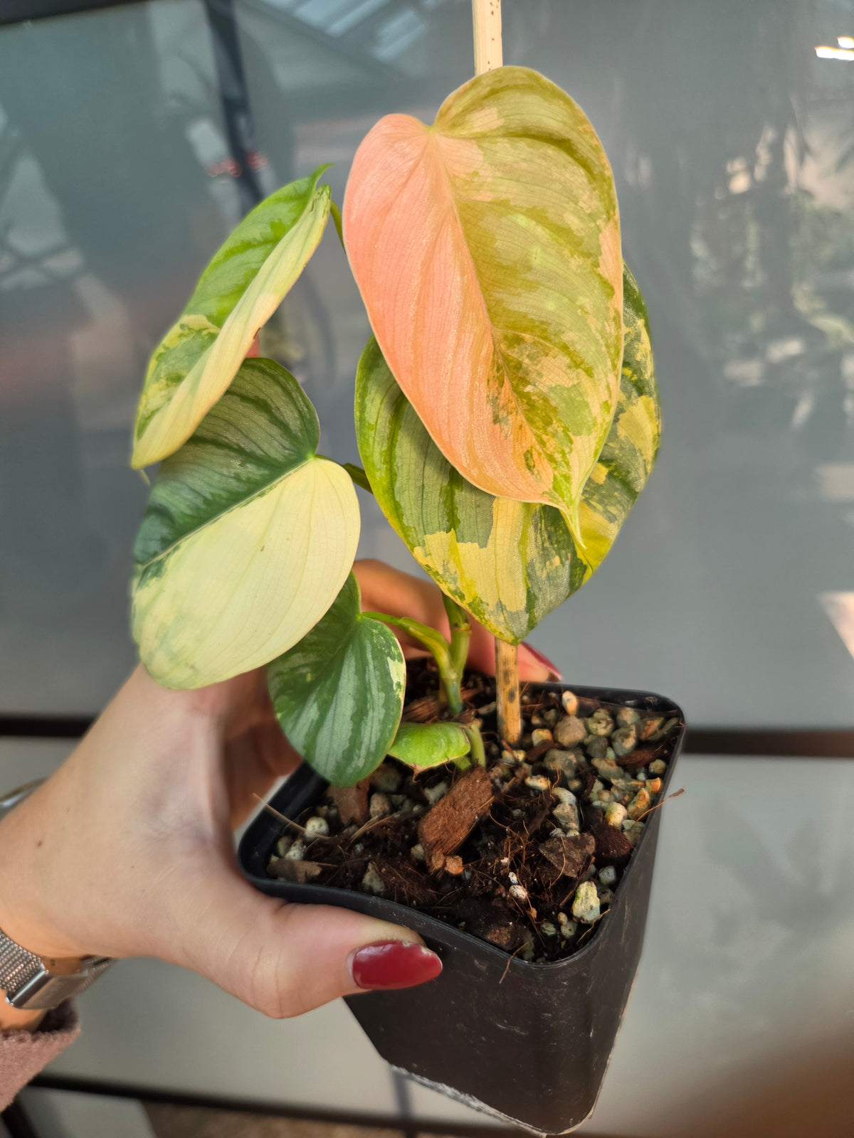 Philodendron Brandtianum Albo