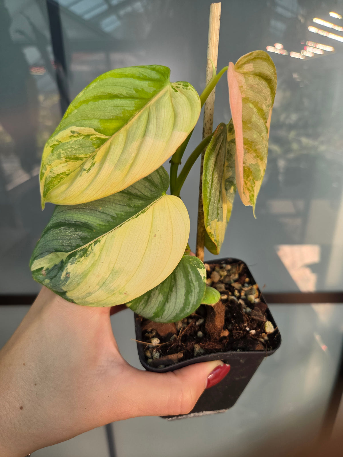 Philodendron Brandtianum Albo
