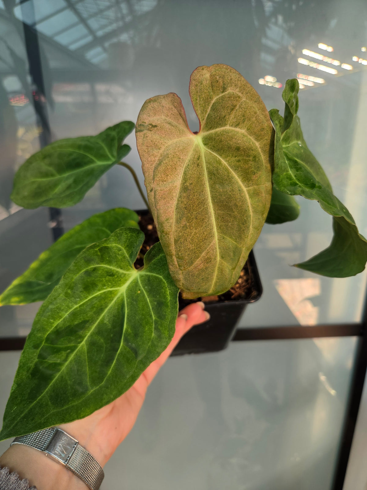 Anthurium Dark Phönix Variegata