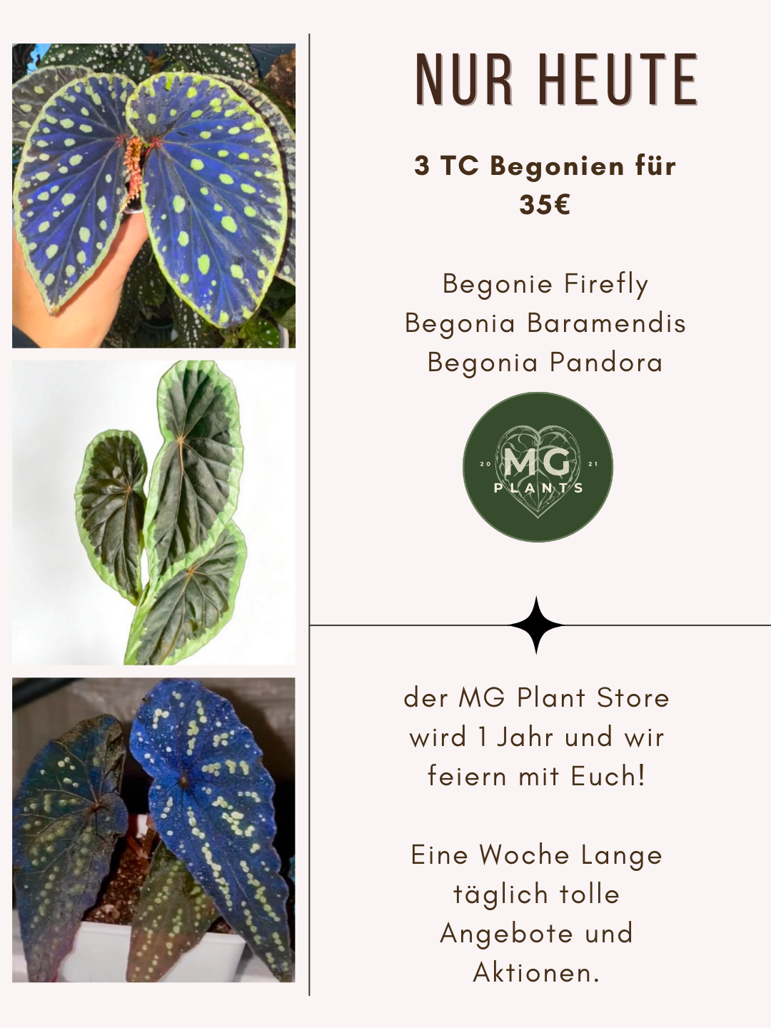 Begonien Bundel - TC -