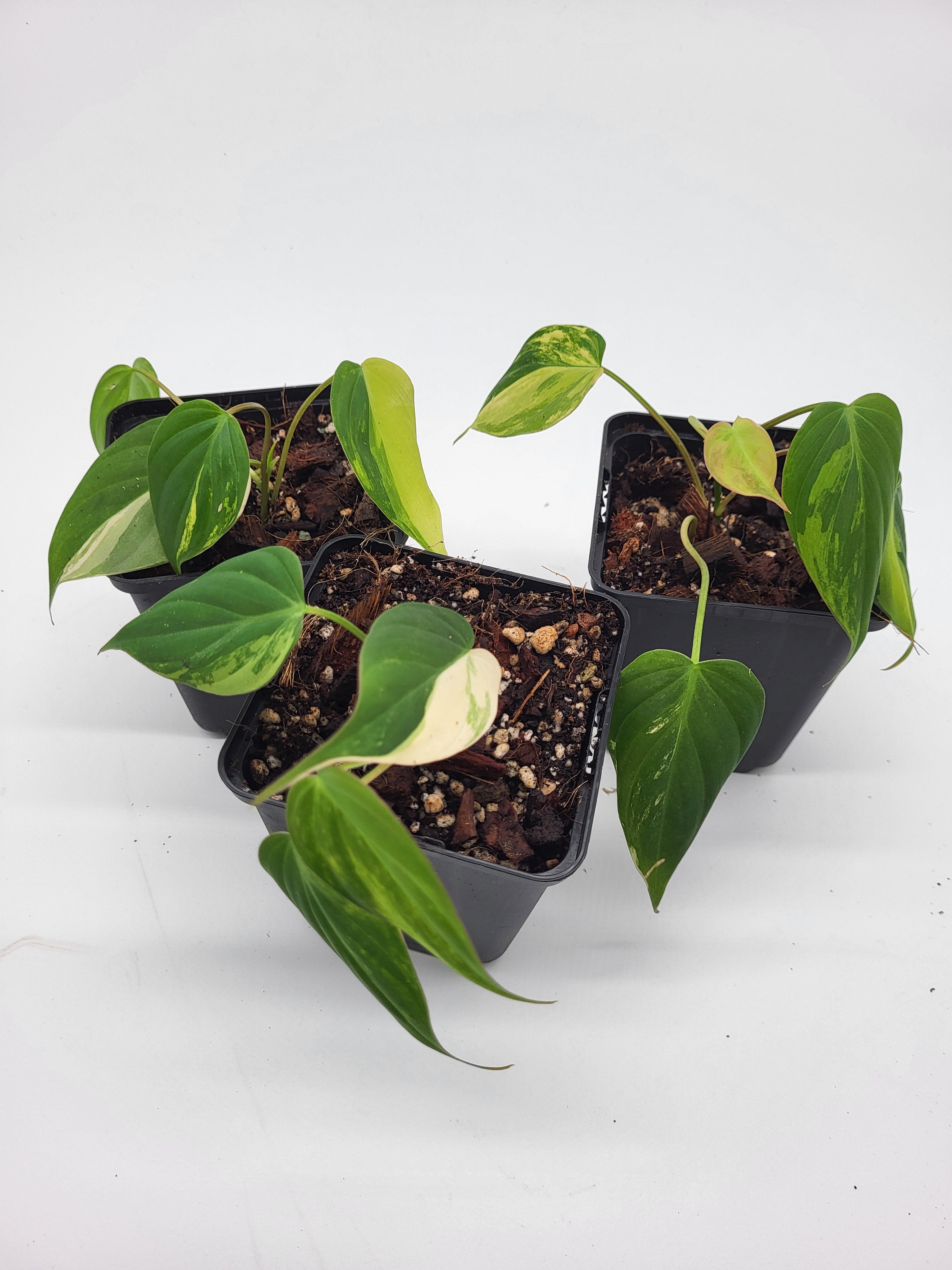 philodendron micans aurea Philodendron Micans Aurea – MG Plants
