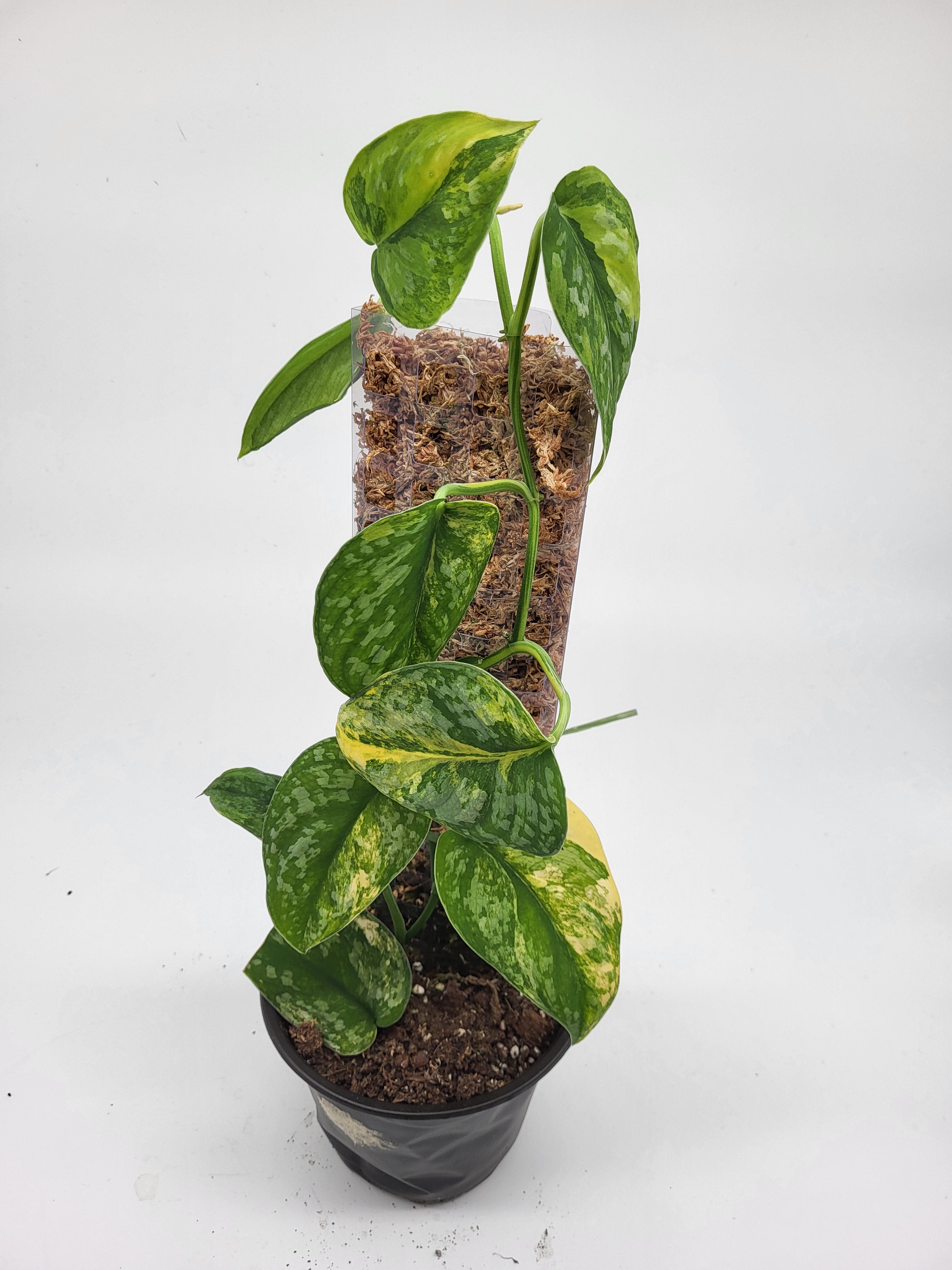 efeutute exotica Scindapsus Exotica Aurea