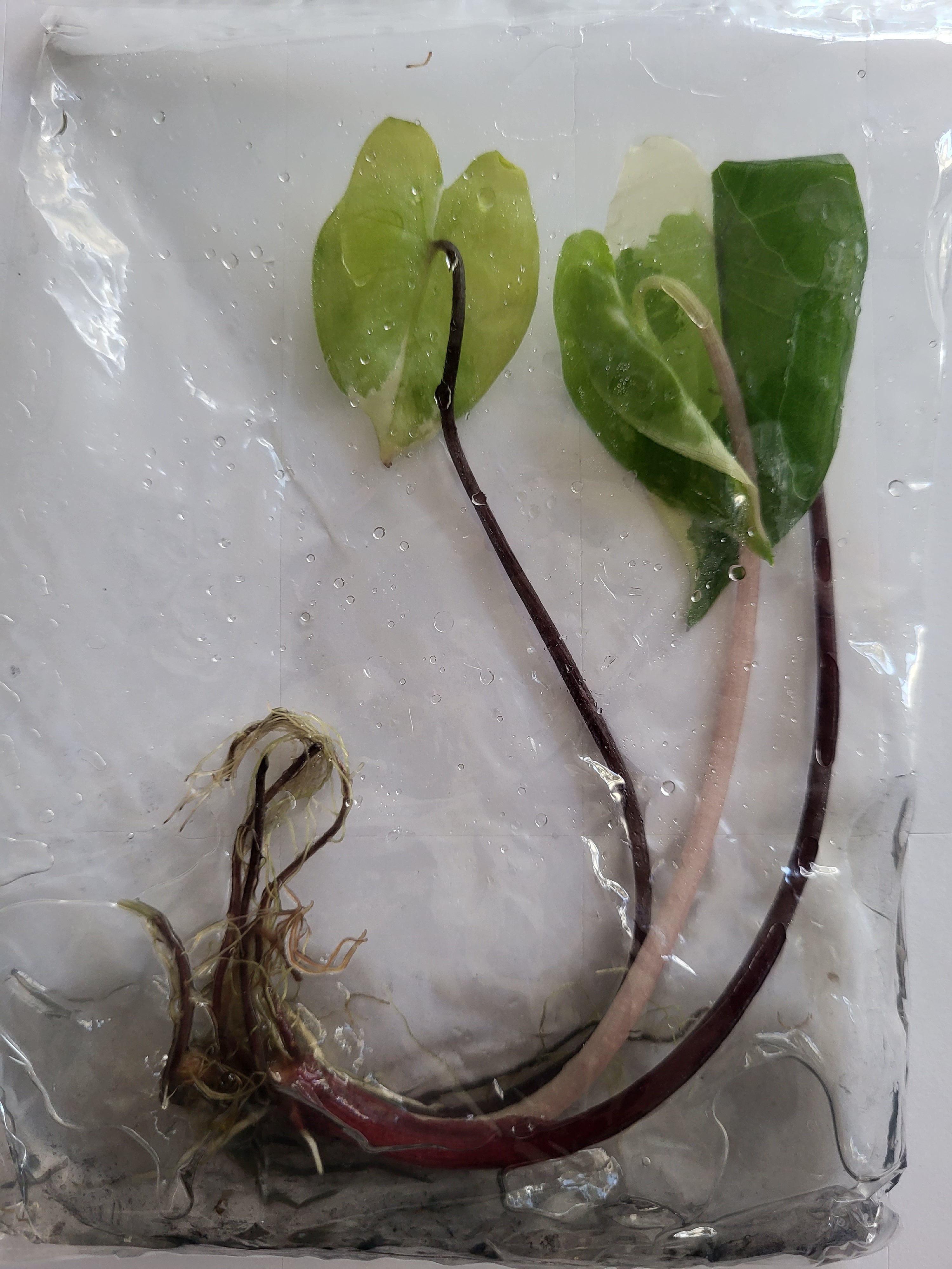 Alocasia Black Steam Variegata