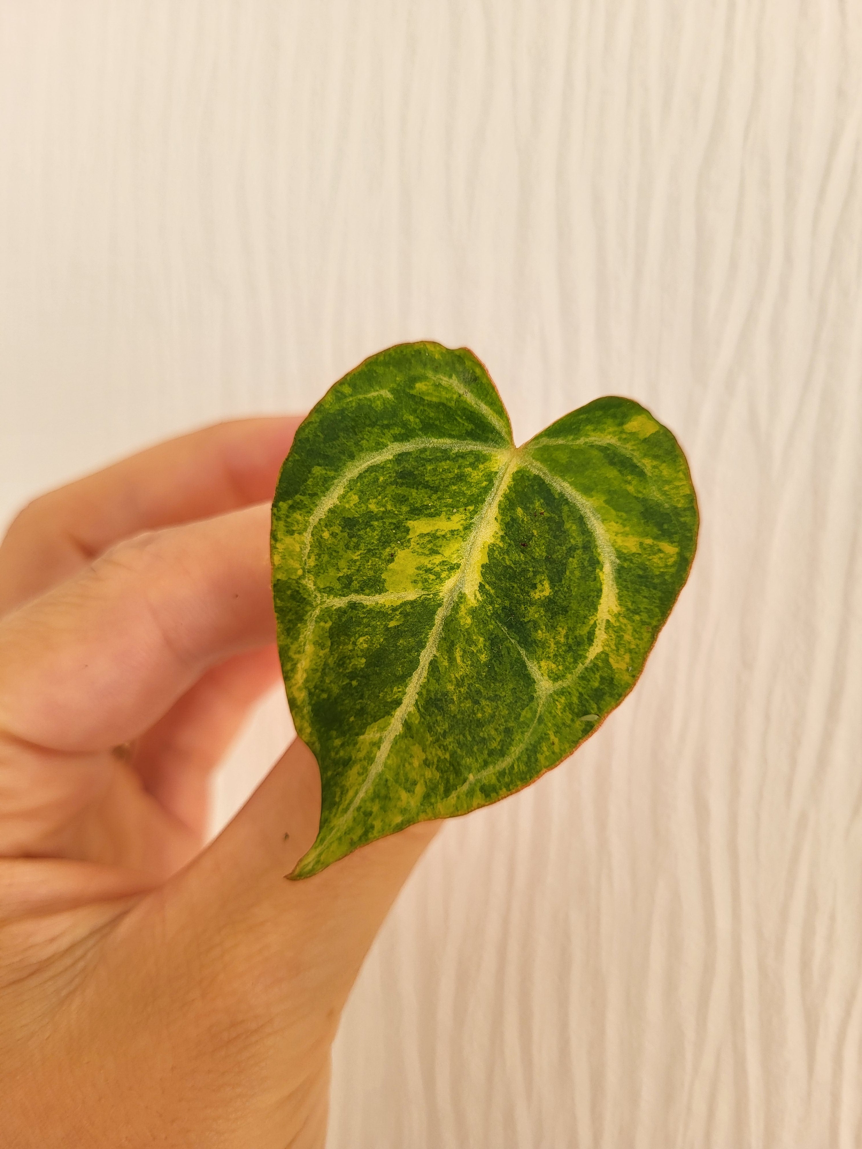anthurium crystallinum cutting Anthurium Chrystallinum Variegata Head Cutting
