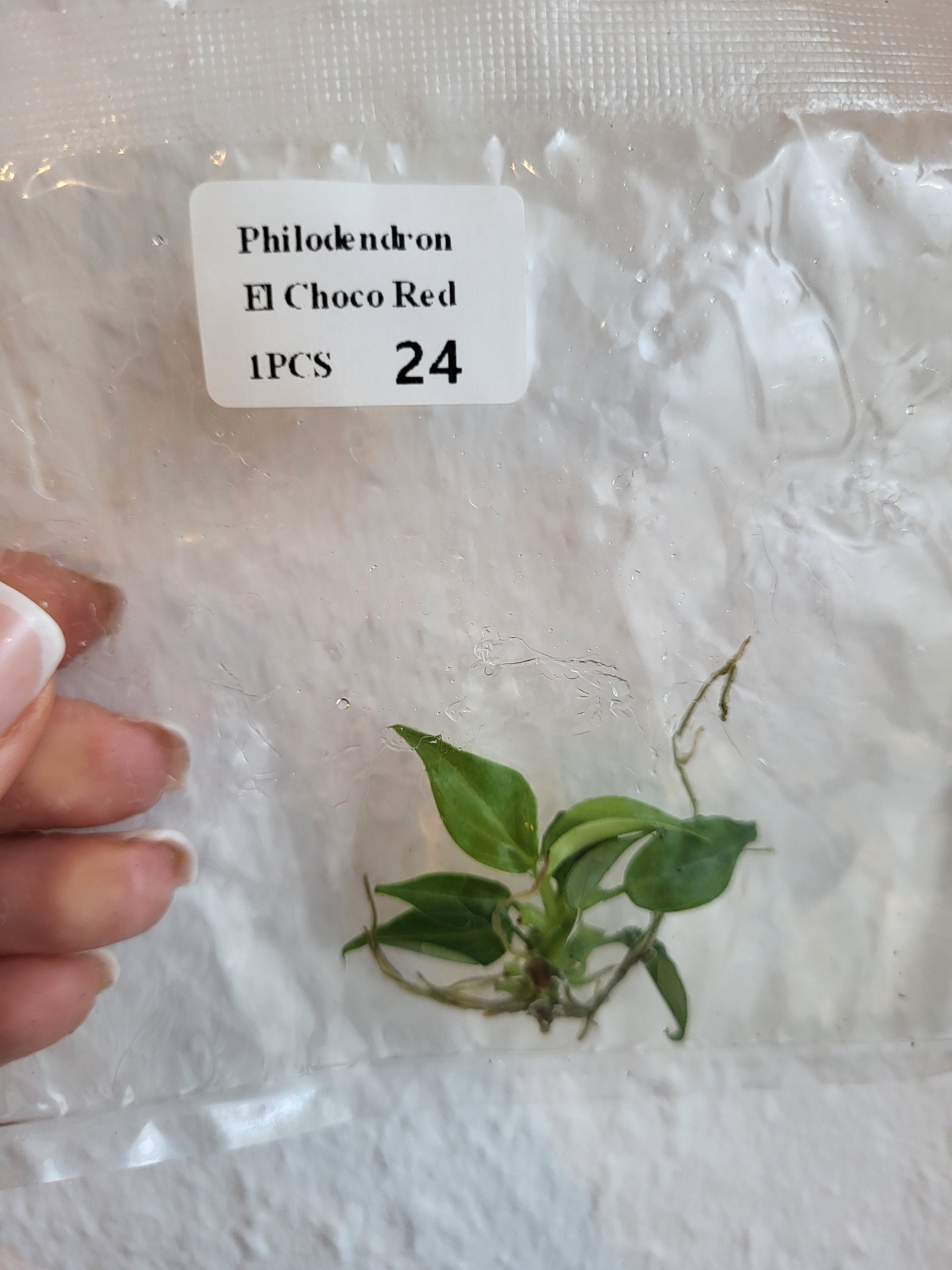 TC Starter Set mit 6 verschiedenen Pflanzen