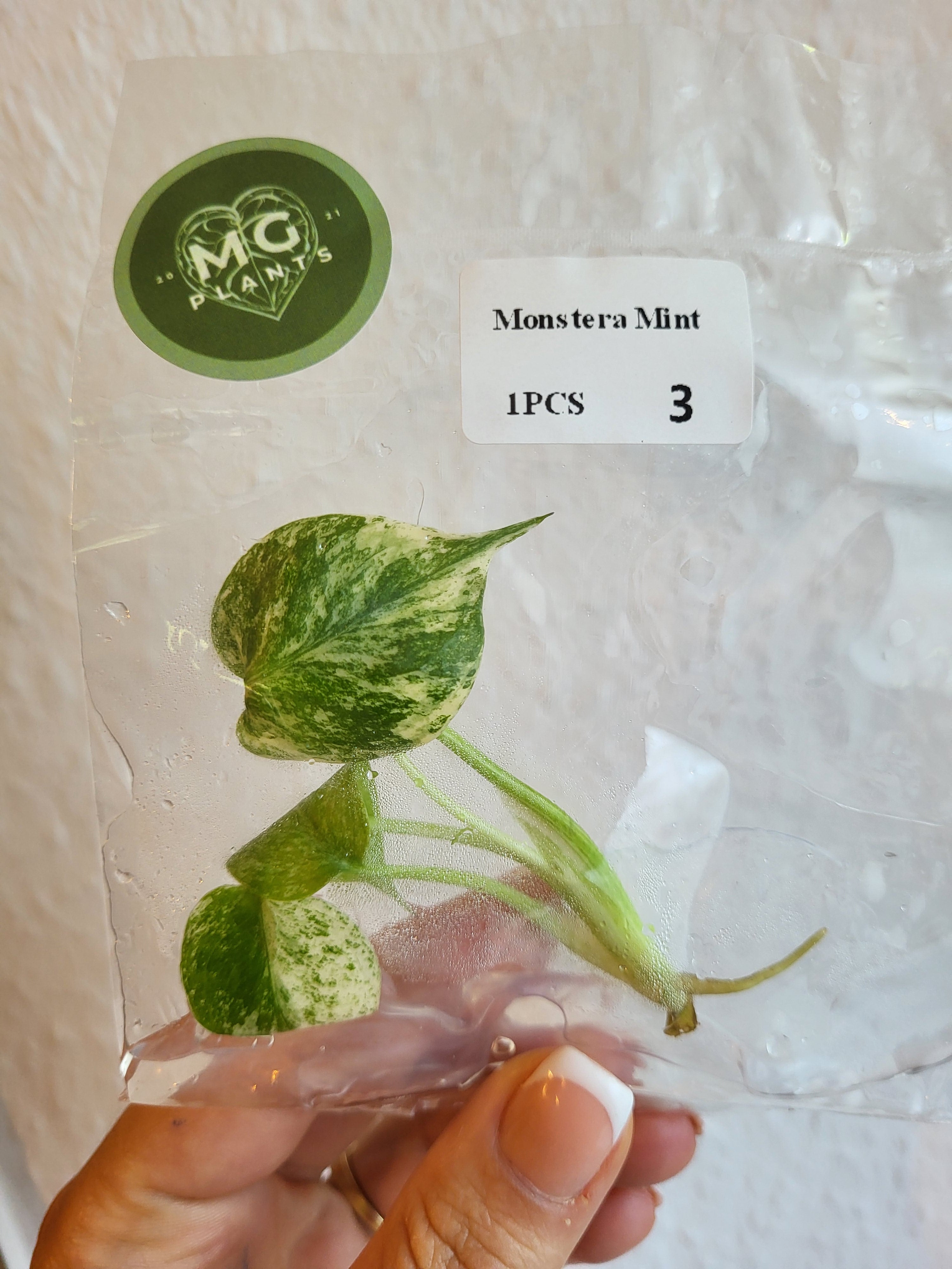 monstera tissue culture Monstera Deliciosa Mint