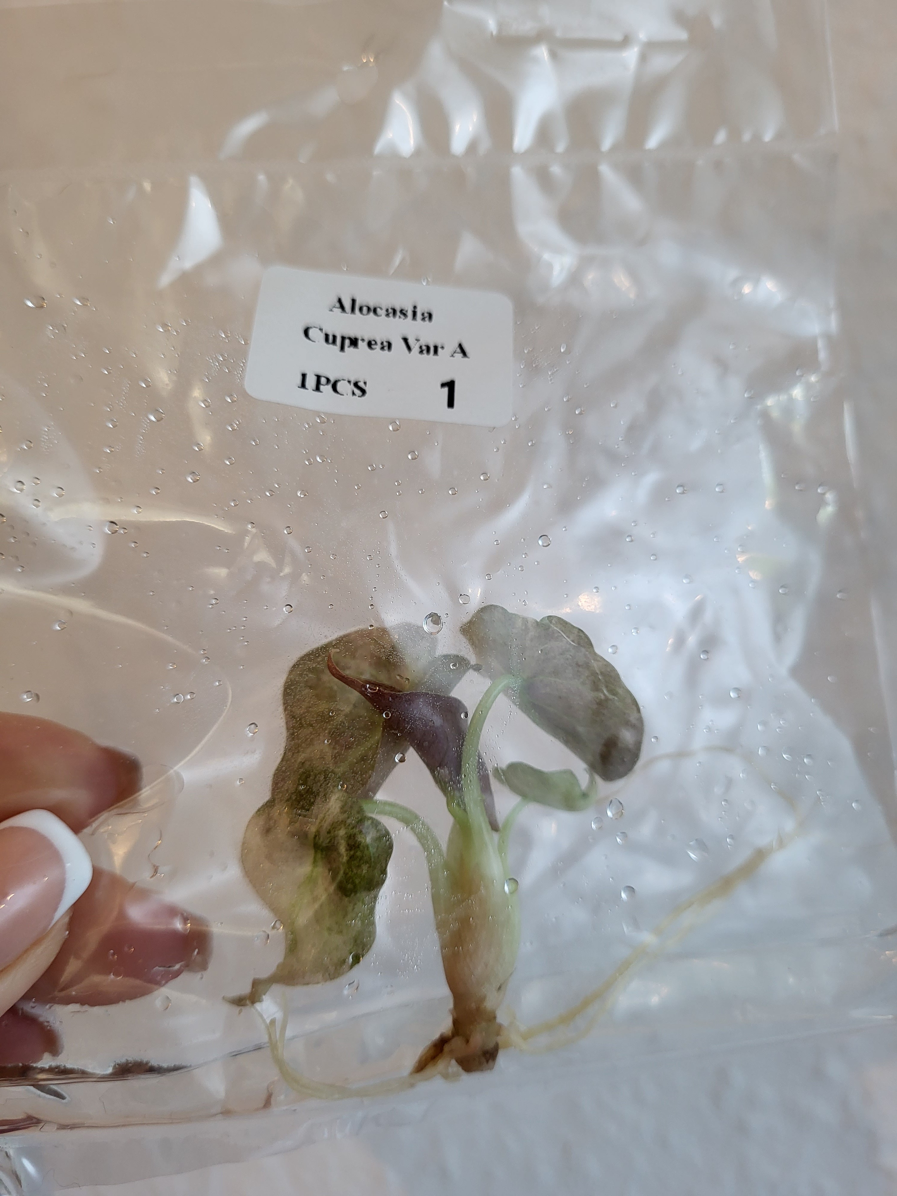 Alocasia Cuprea Variegated Premium - Tissue Culture (TC)