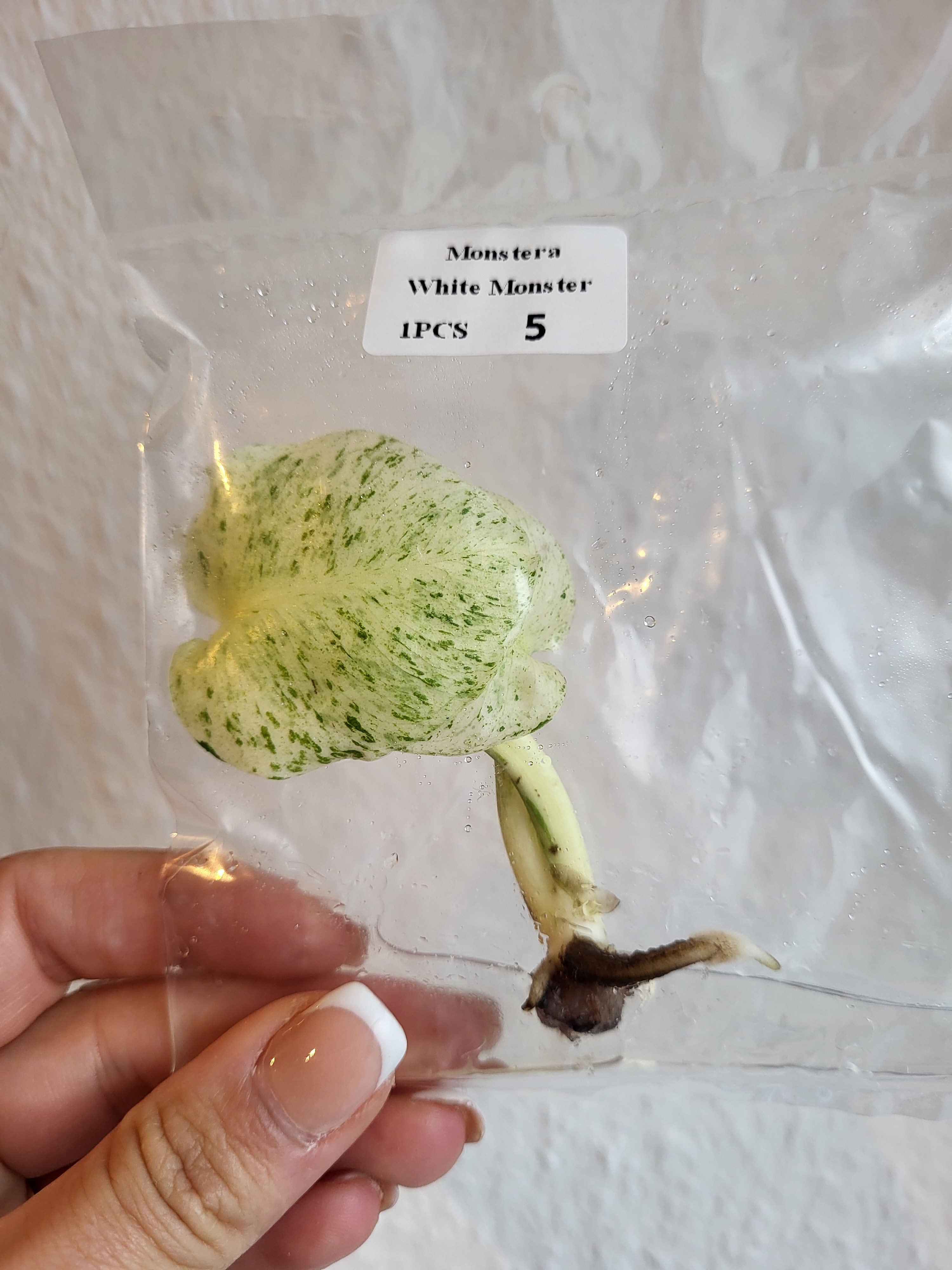 Monstera White Monster -TC - Tissue Culture