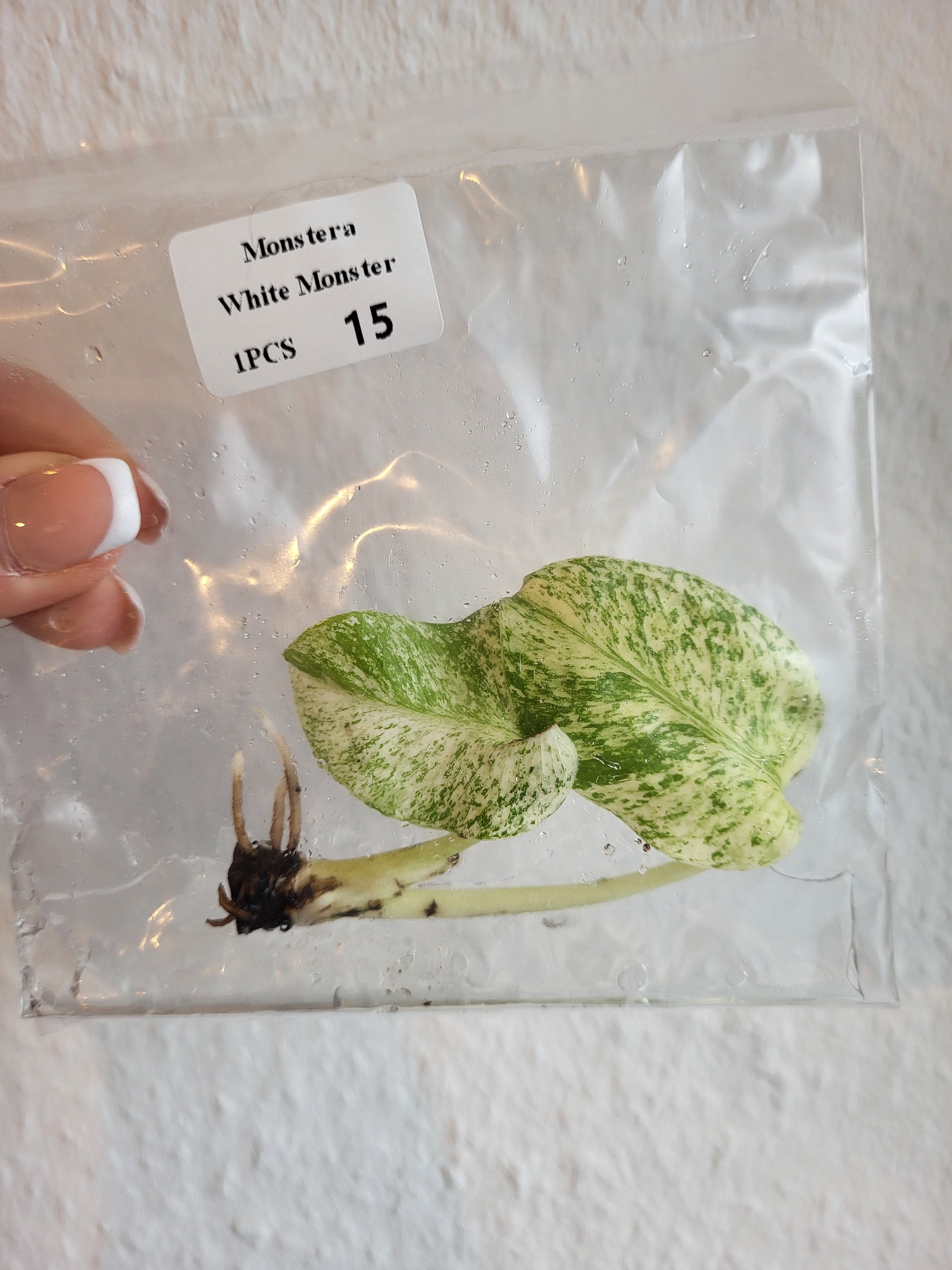 Monstera White Monster -TC - Tissue Culture