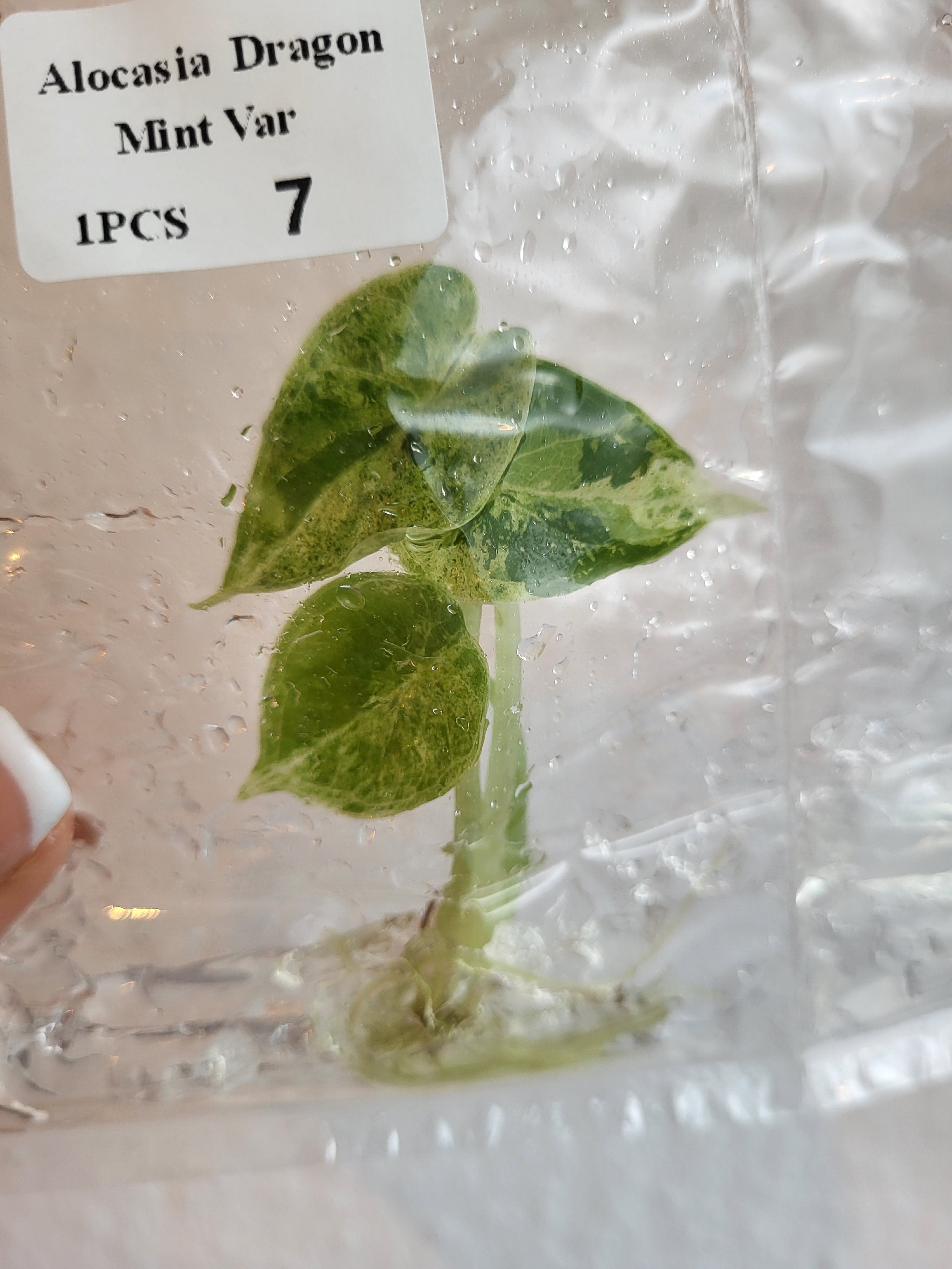 Alocasia Dragon Scale Mint - TC - Tissue Culture -