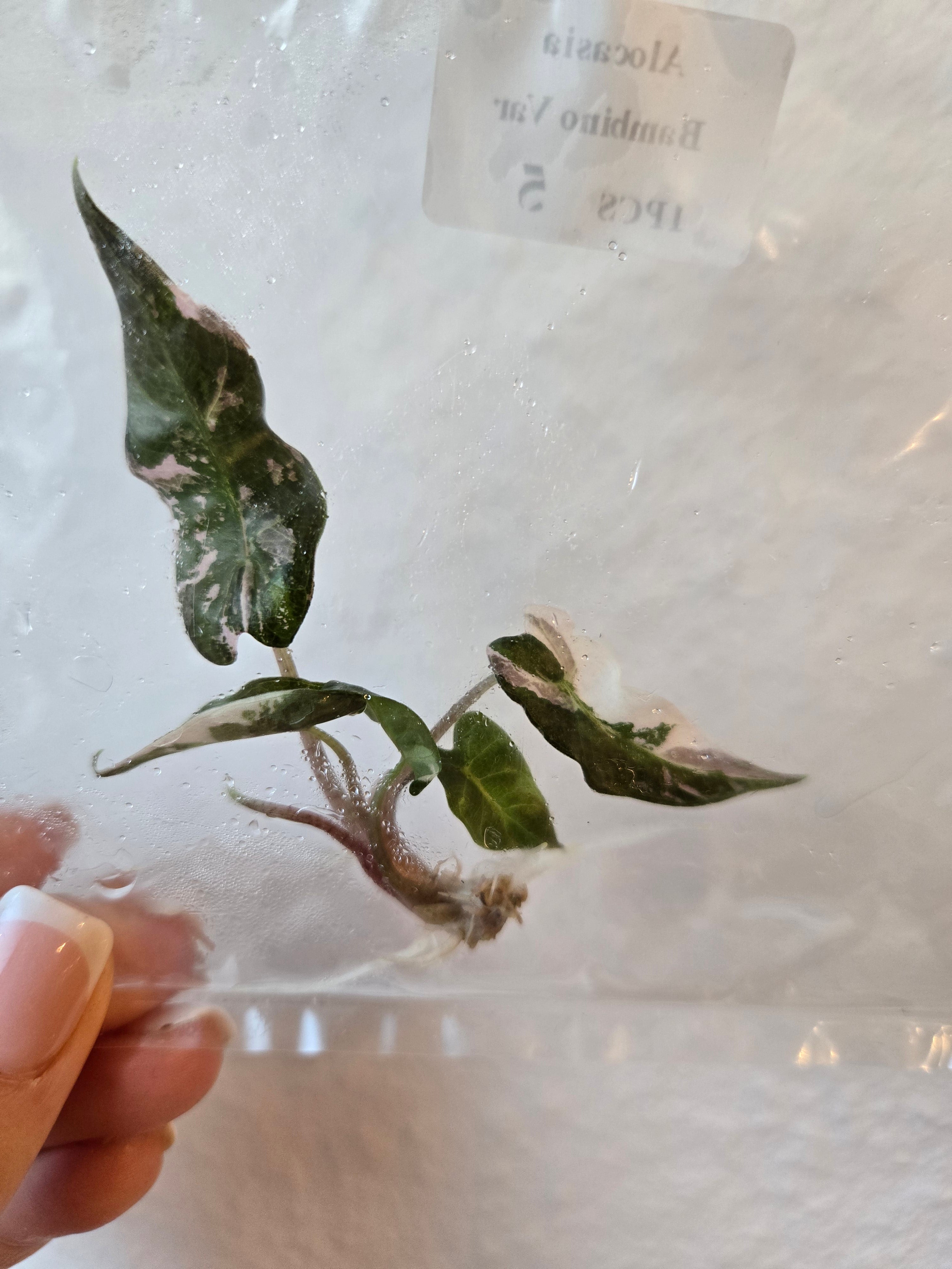 Alocasia Bambino Pink Variegata