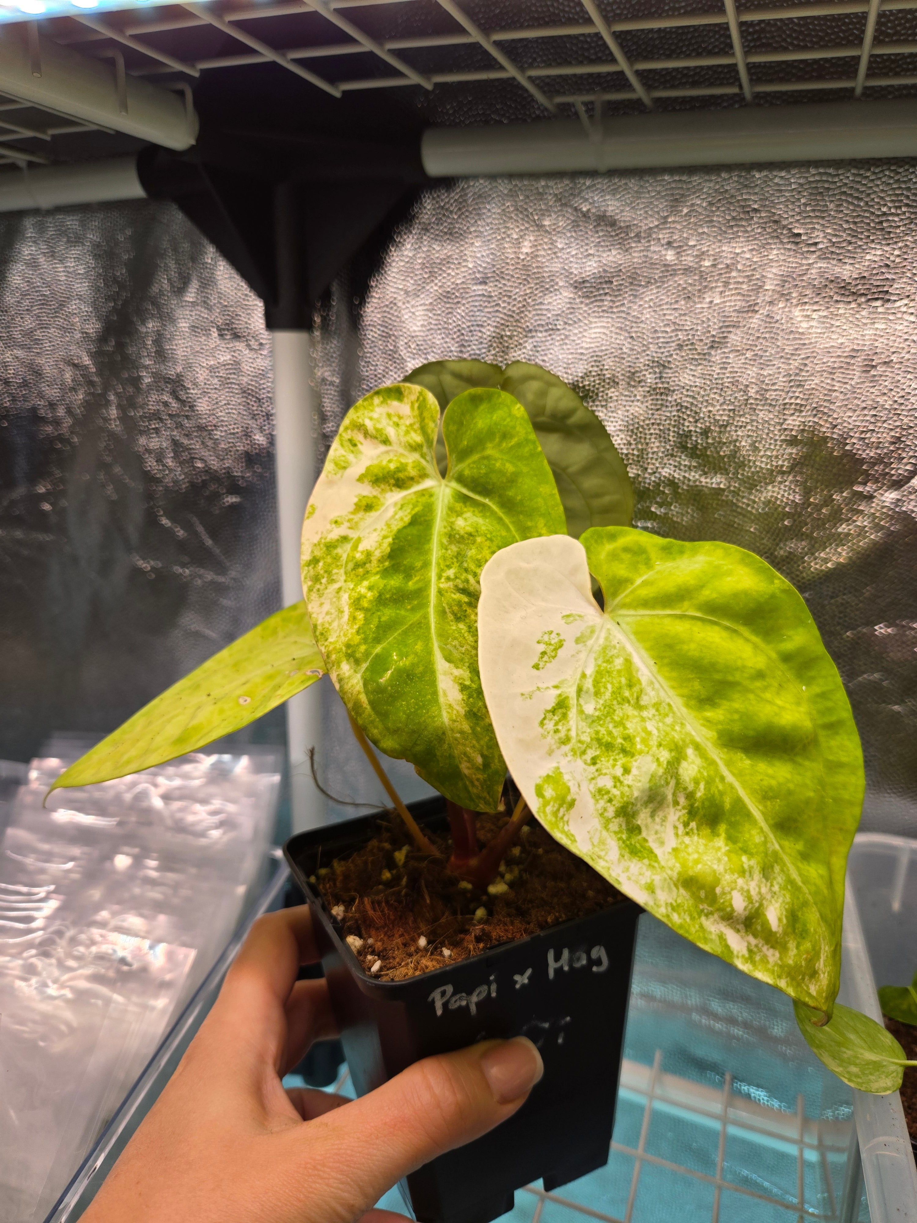 anthurium papillilaminum x magnificum Anthurium Papillilaminum X Magnificum Variegata