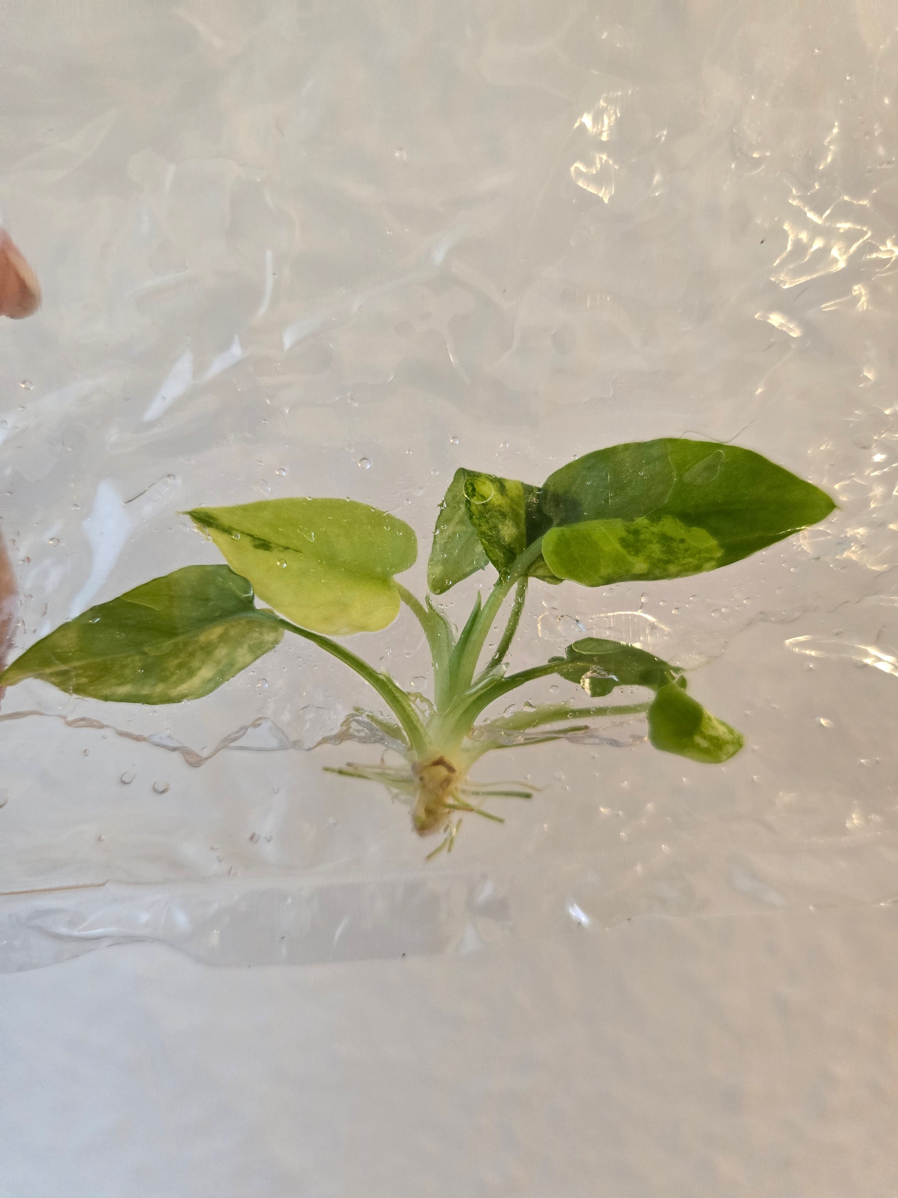 Philodendron Schismatoglottis Wallichii Variegata
