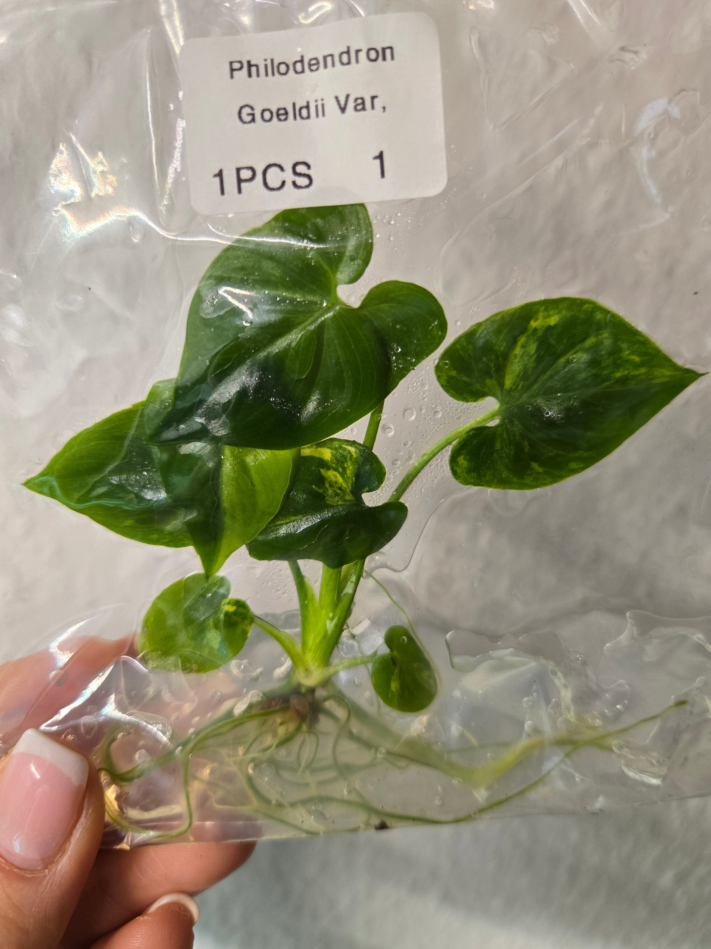 Philodendron Goeldii Variegata -Premium