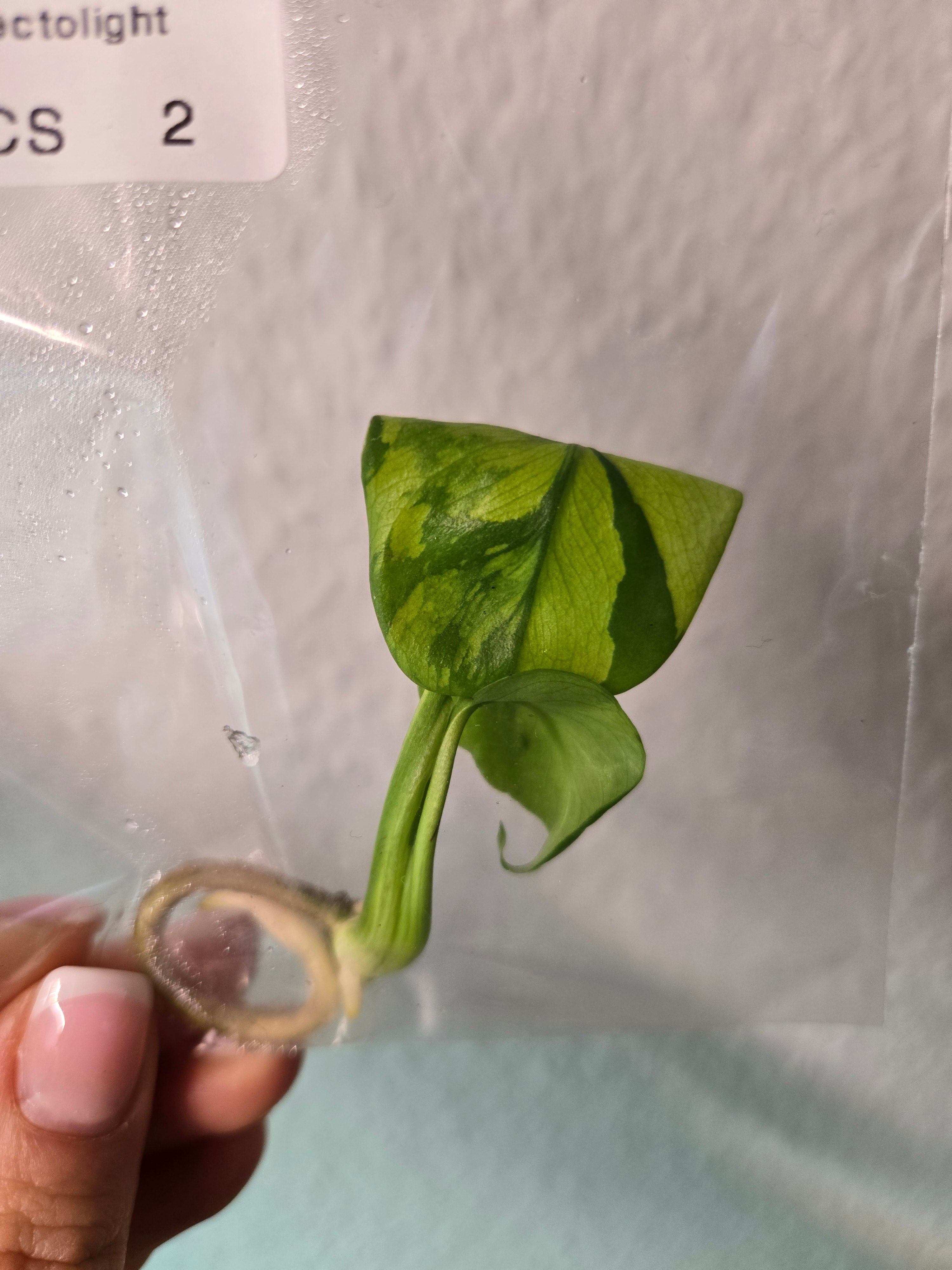 Monstera Electrolight