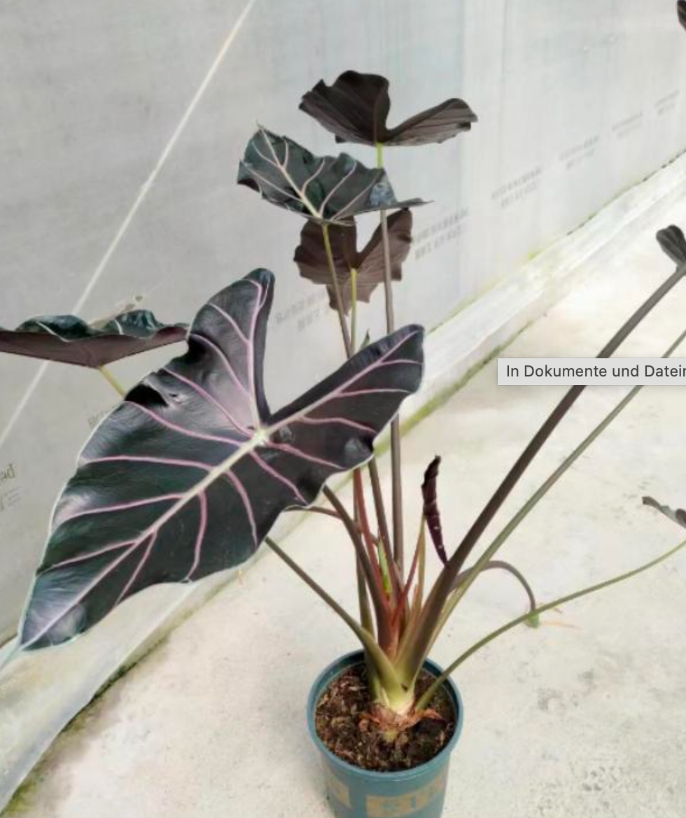 Alocasia Watsoniana Red Vein - Tissue Culture (TC)