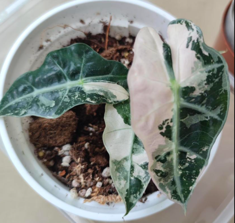 Alocasia Polly Snowflake (sektional) - TC - Tissue Culture -