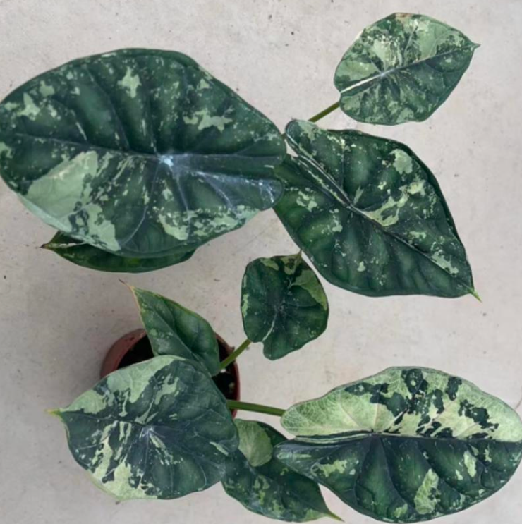 Alocasia Dragon Scale Marbel - TC- Tissue Culture