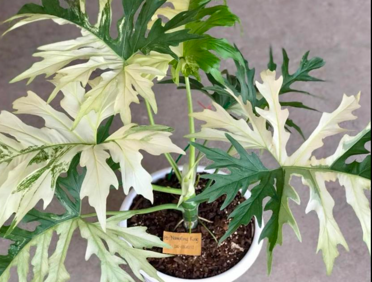 Philodendron Warscewiczii Albo - TC - Tissue Culture