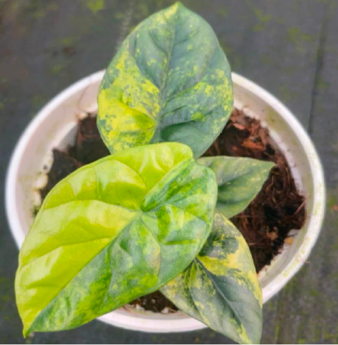 Alocasia Sinuata Aurea - TC - Tissue Culture