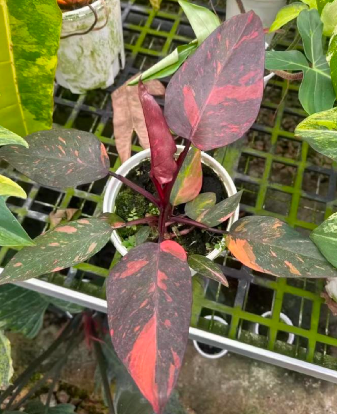 philodendron orange princess marble Philodendron Orange princess marble