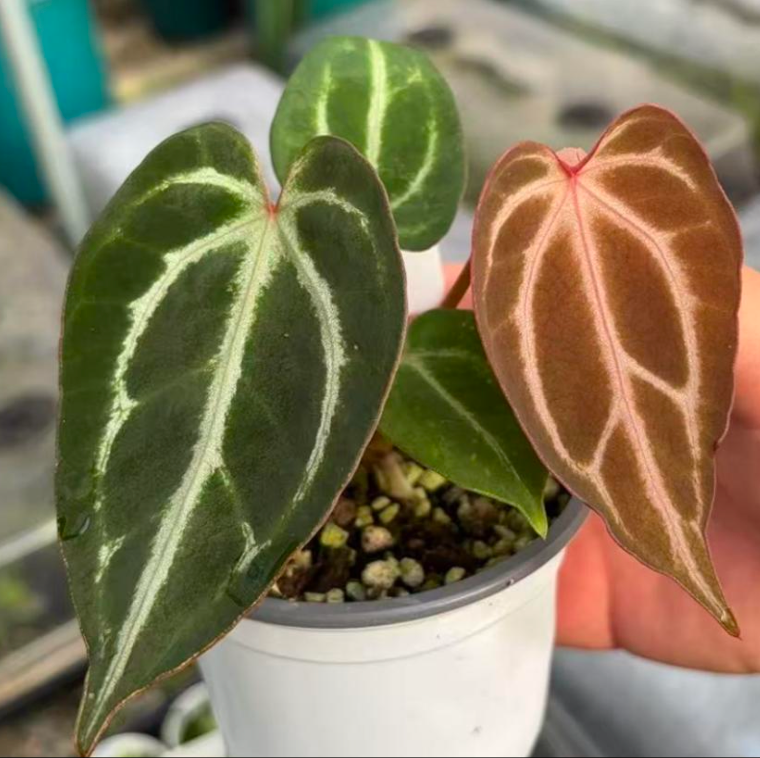 Anthurium Red Crystallinum X Anthurium Dorayaki - TC -