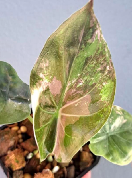 Alocasia Wentii Pink Variegated - TC -