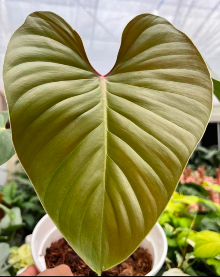 Philodendron Lynamii - TC