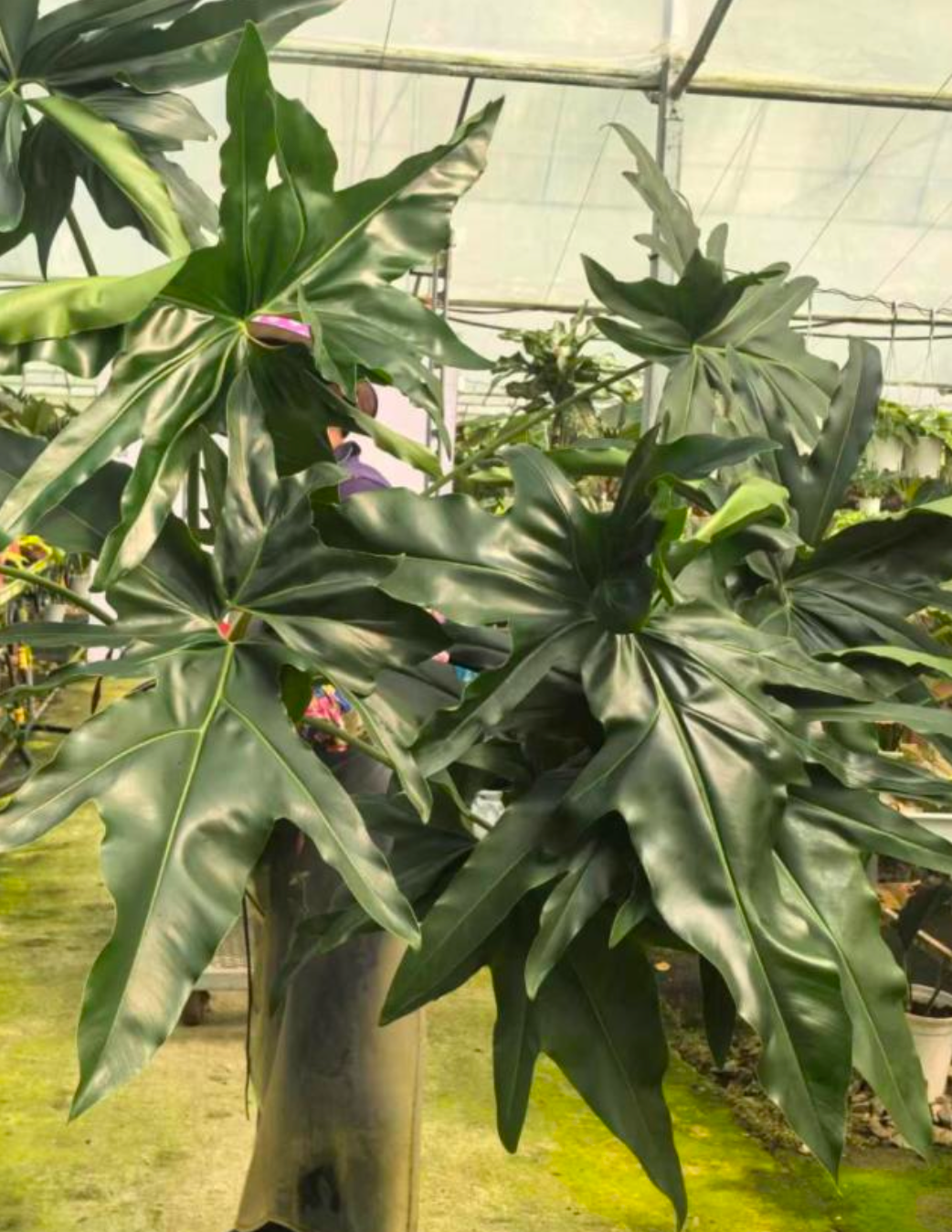 Tissue Culture for 1 € - such dir eine aus!