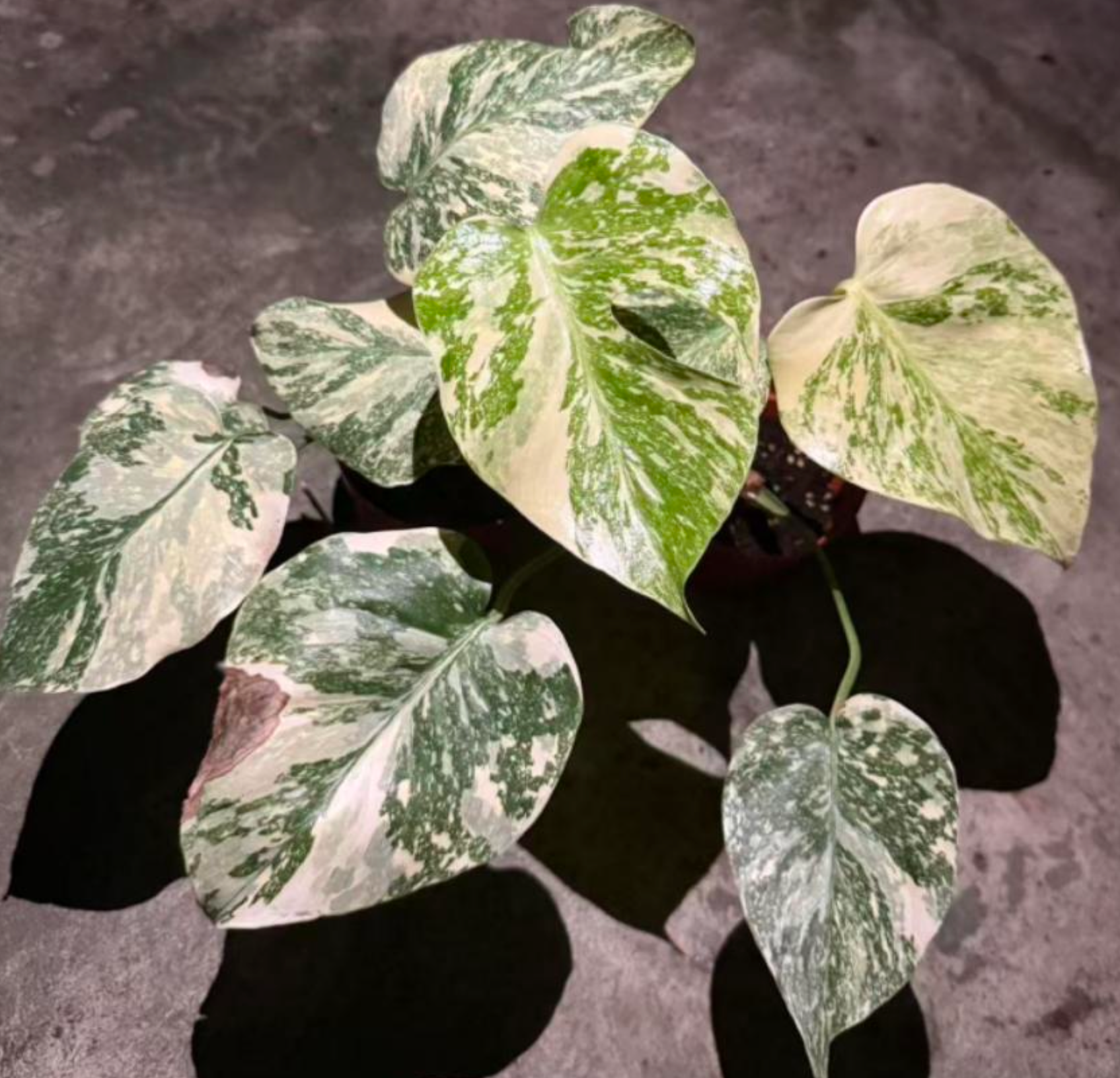 Monstera Cream Cheese