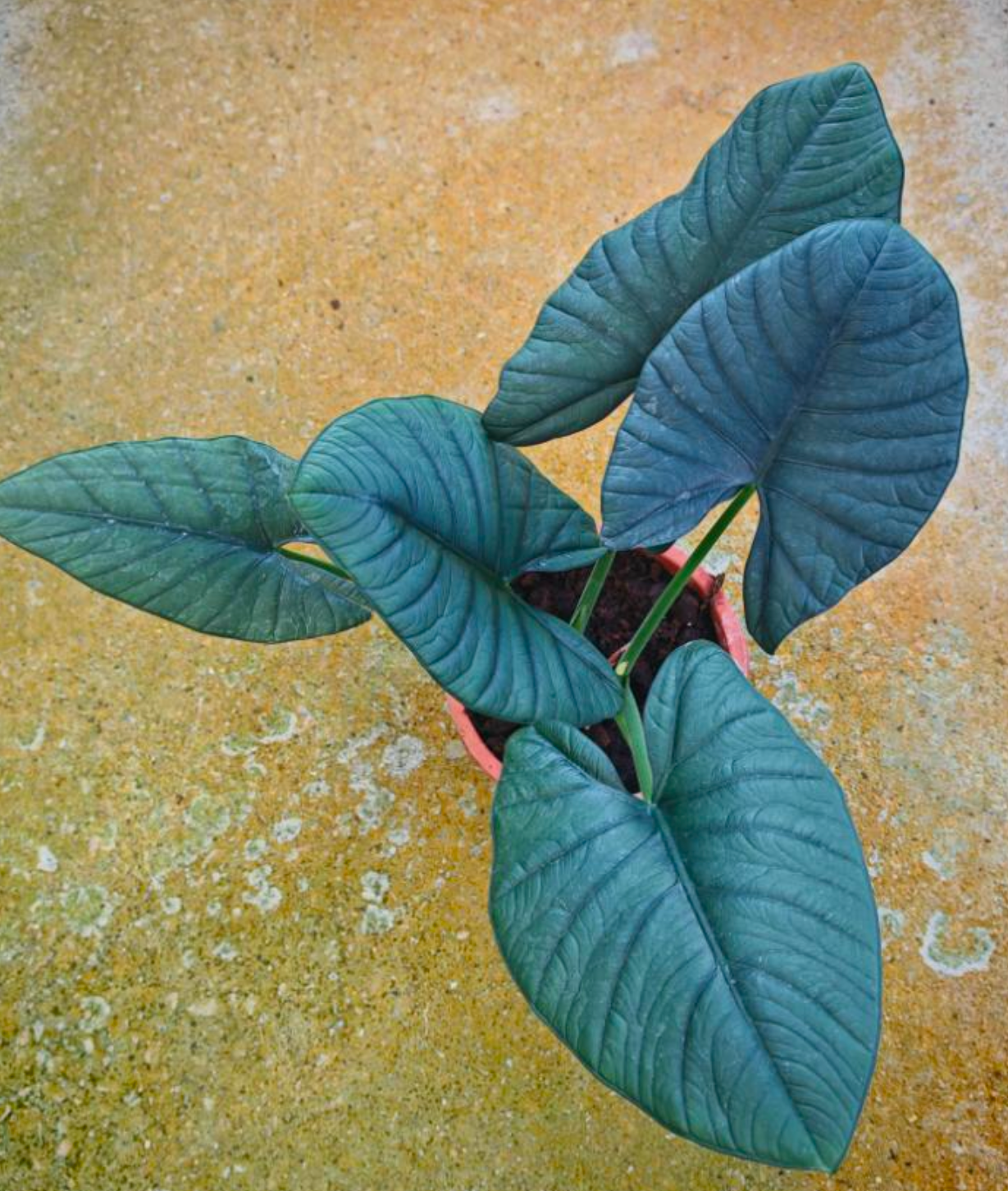 Tissue Culture for 1 € - such dir eine aus!