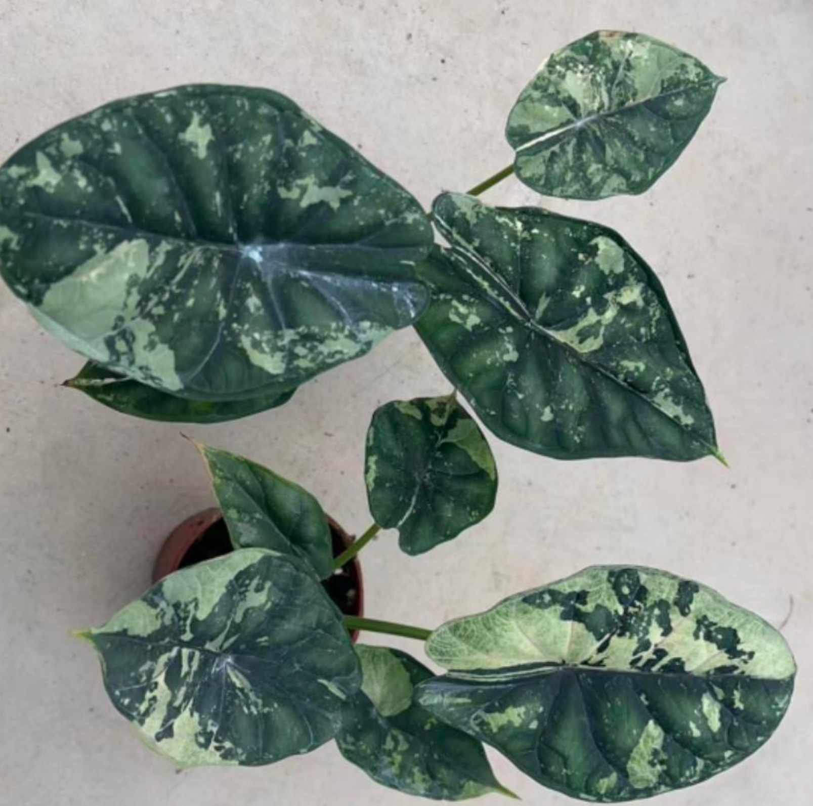 Alocasia Dragon Scale marble - TC - Tissue Culture